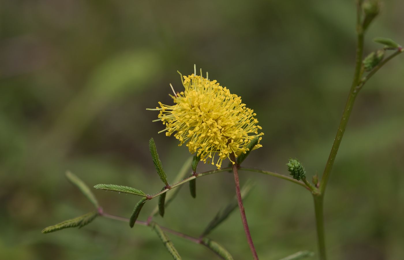 Neptunia lutea