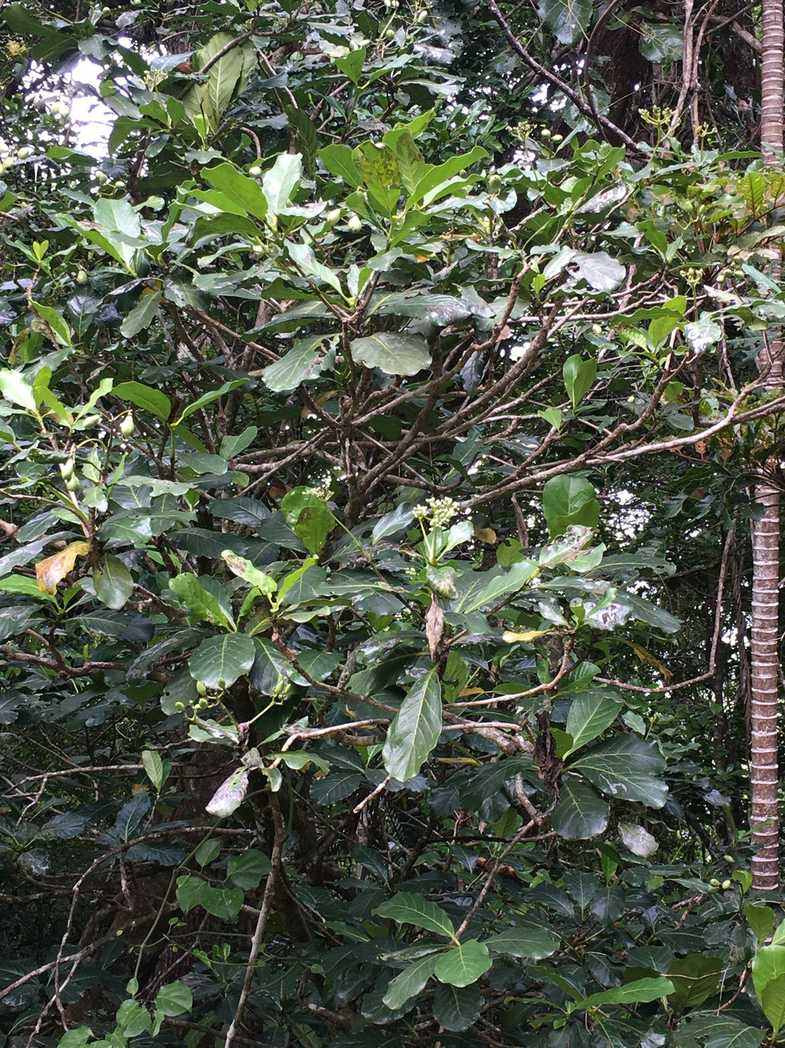 Neuburgia novocaledonica