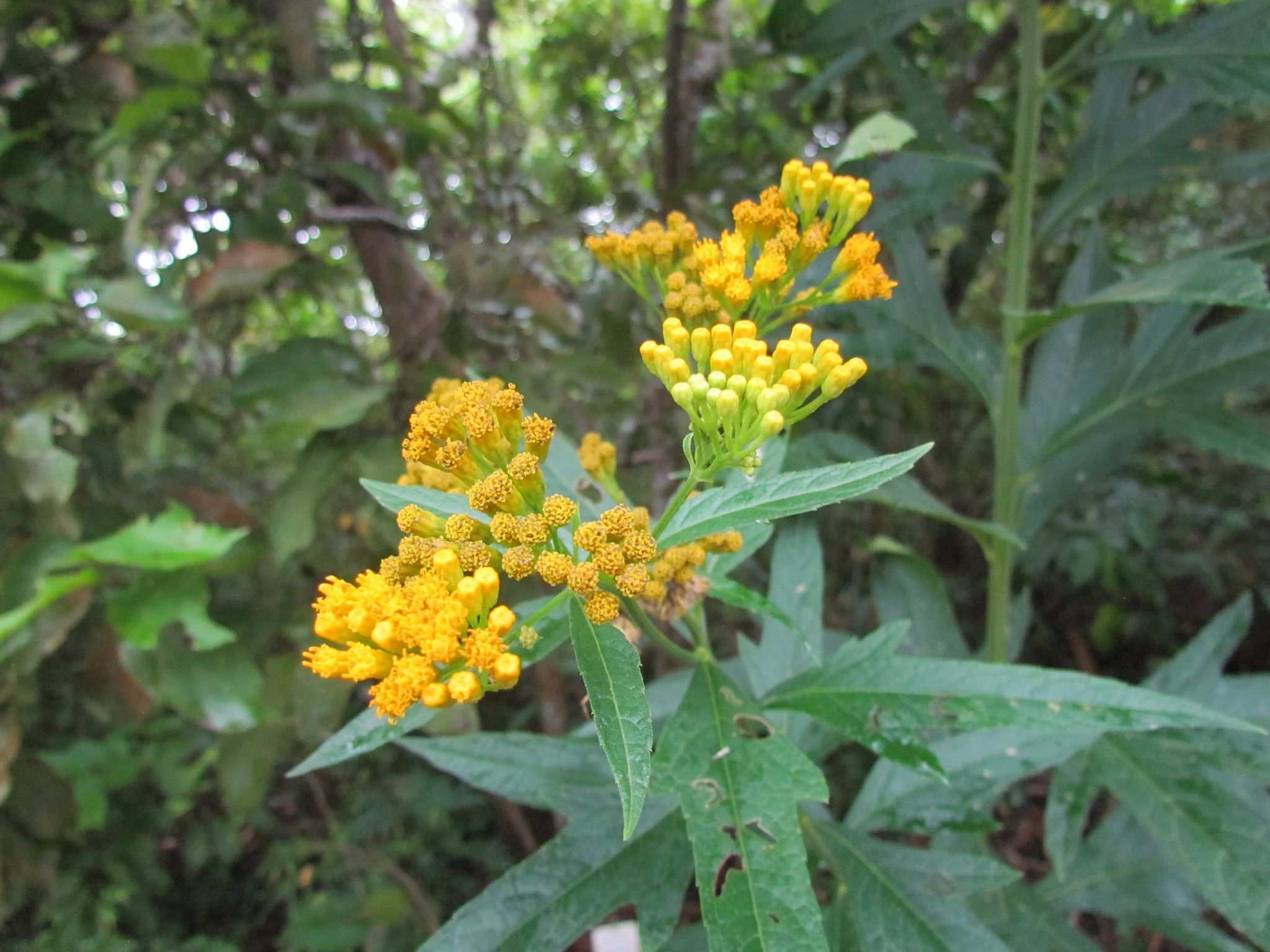Neurolaena lobata