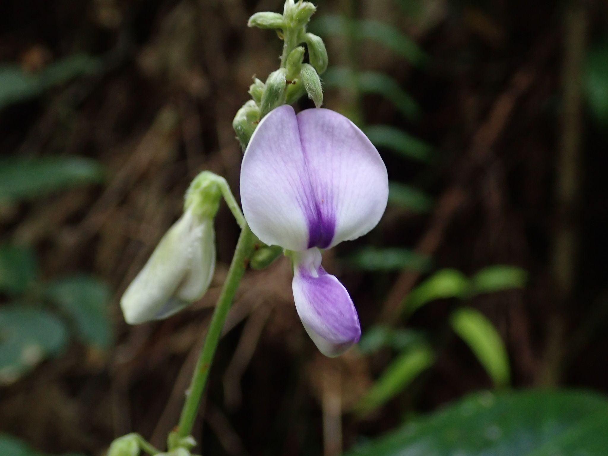 Neustanthus phaseoloides