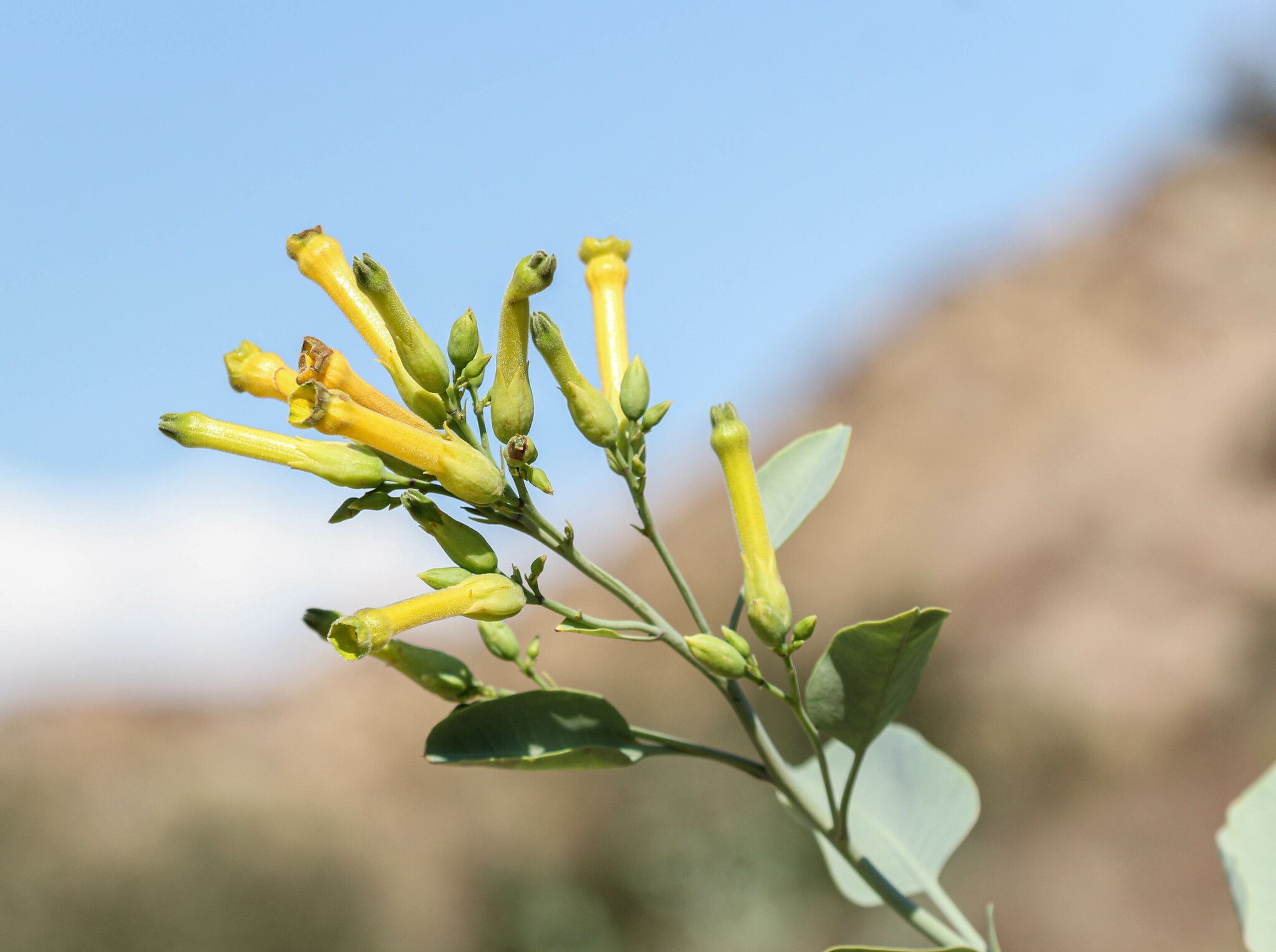 Nicotiana