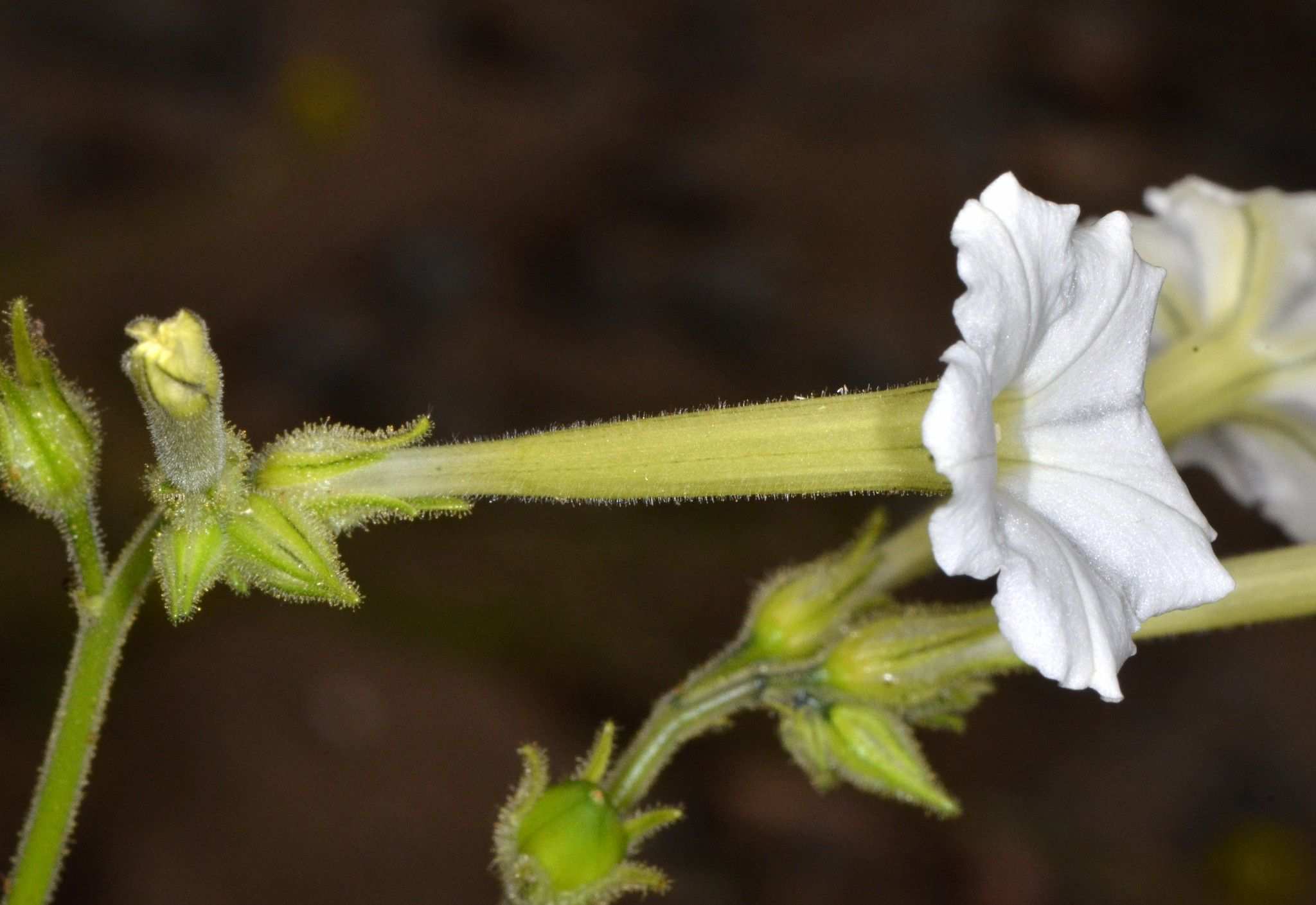 Nicotiana acuminata