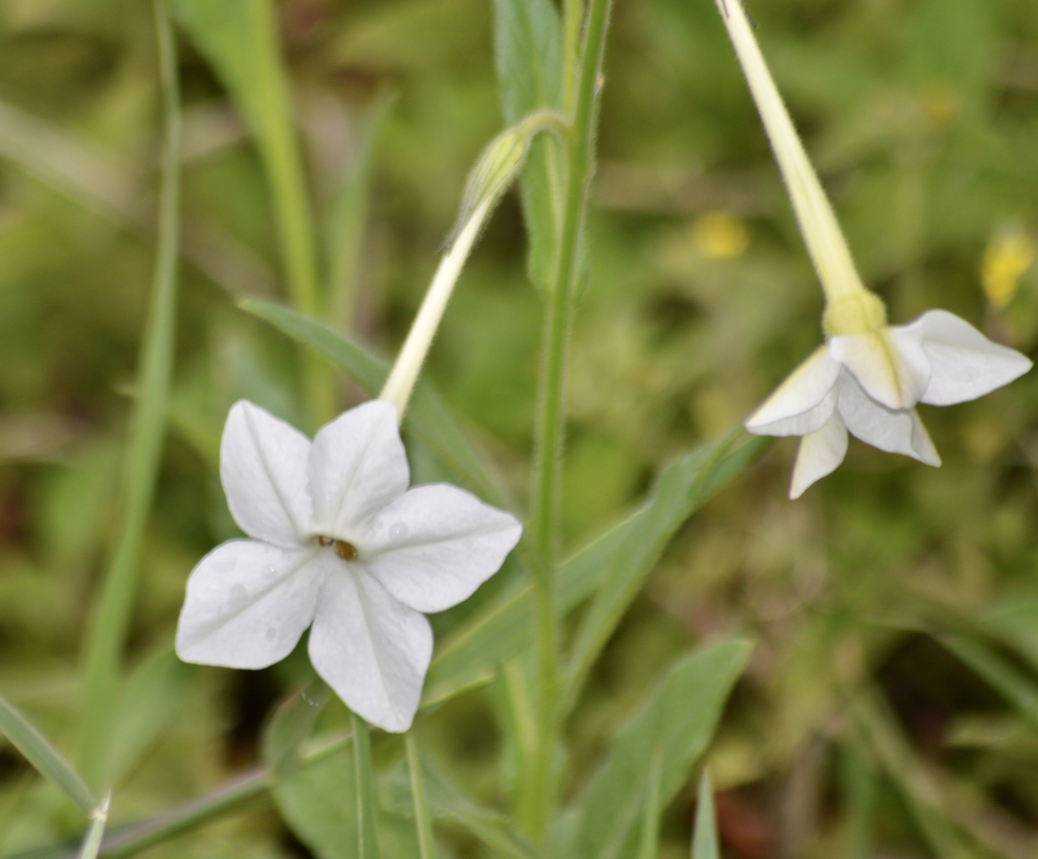Nicotiana alata