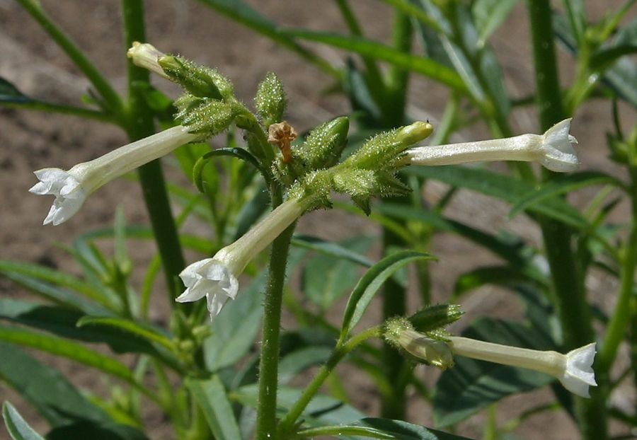 Nicotiana attenuata
