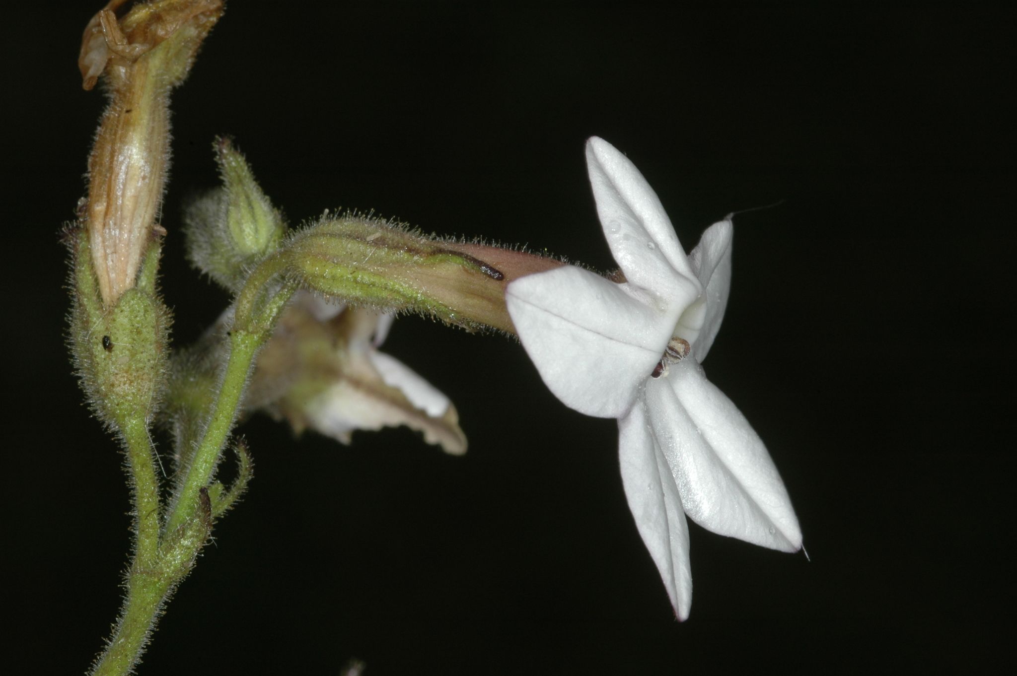 Nicotiana bonariensis