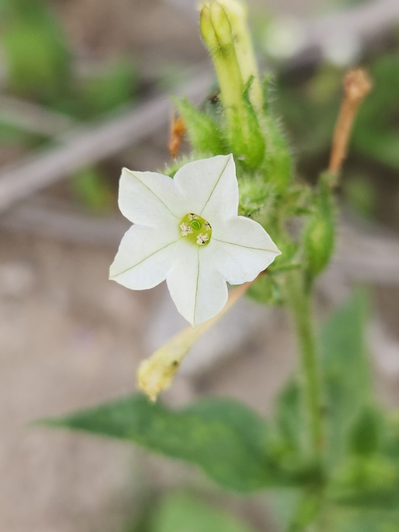 Nicotiana clevelandii