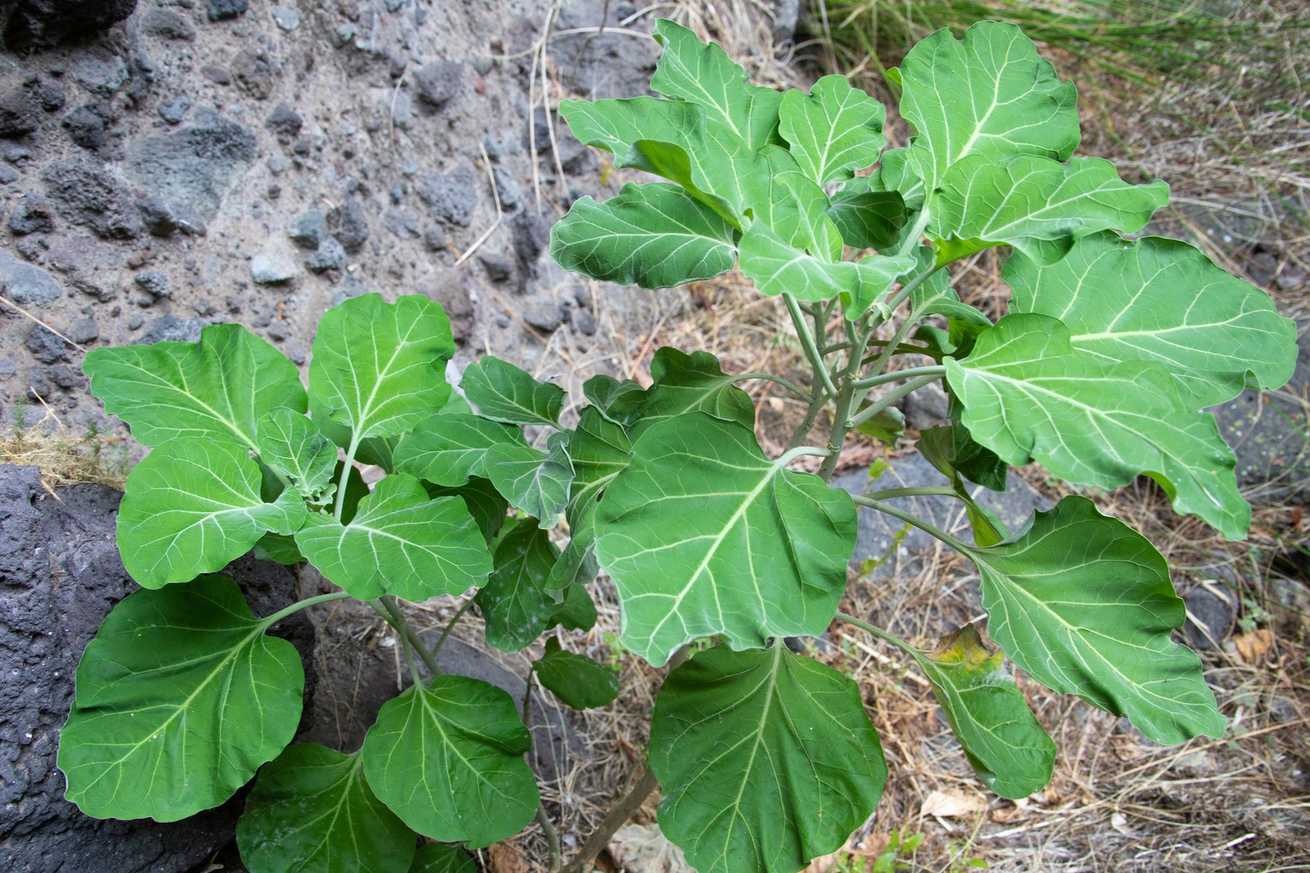 Nicotiana cordifolia