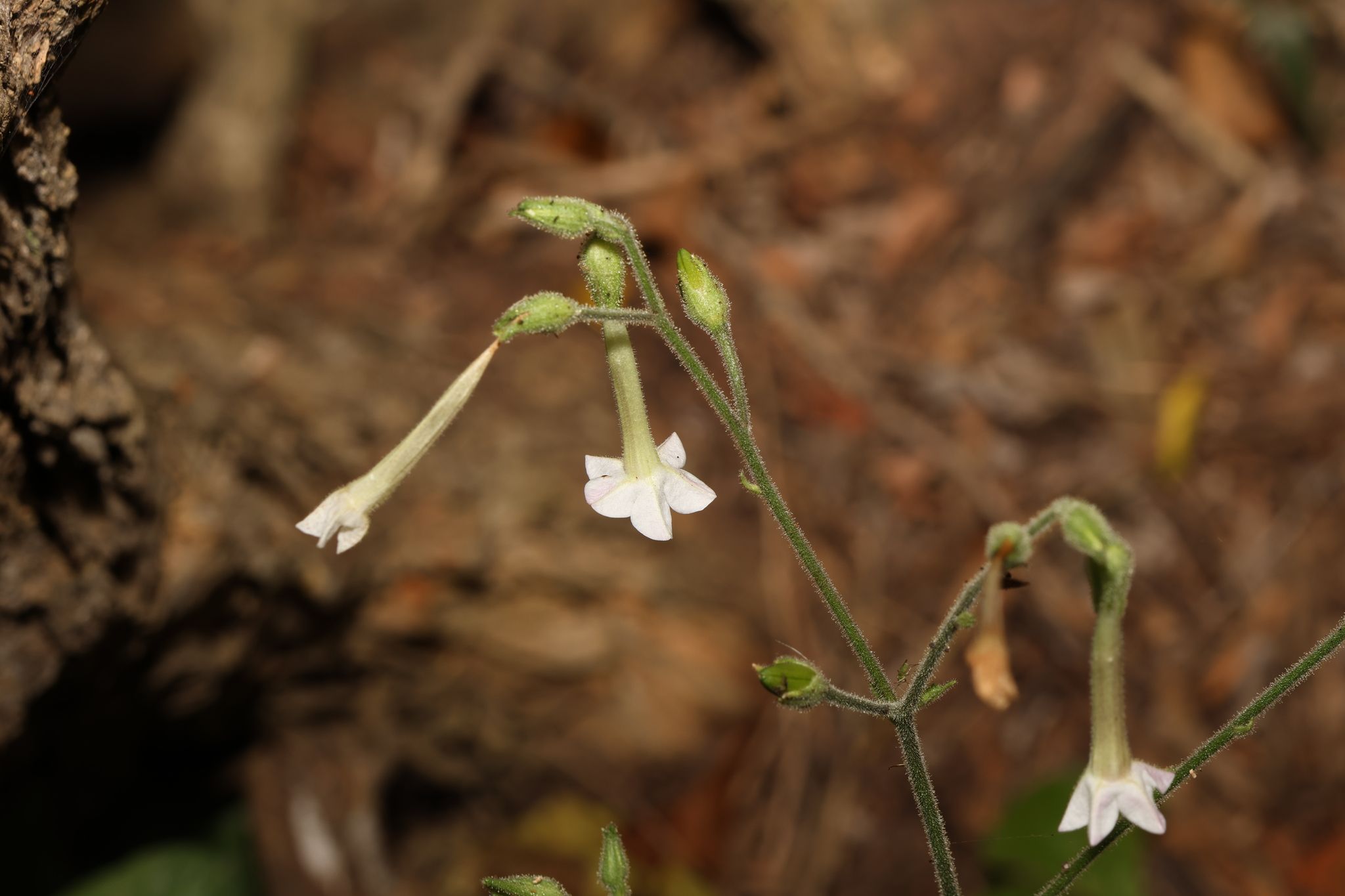 Nicotiana debneyi