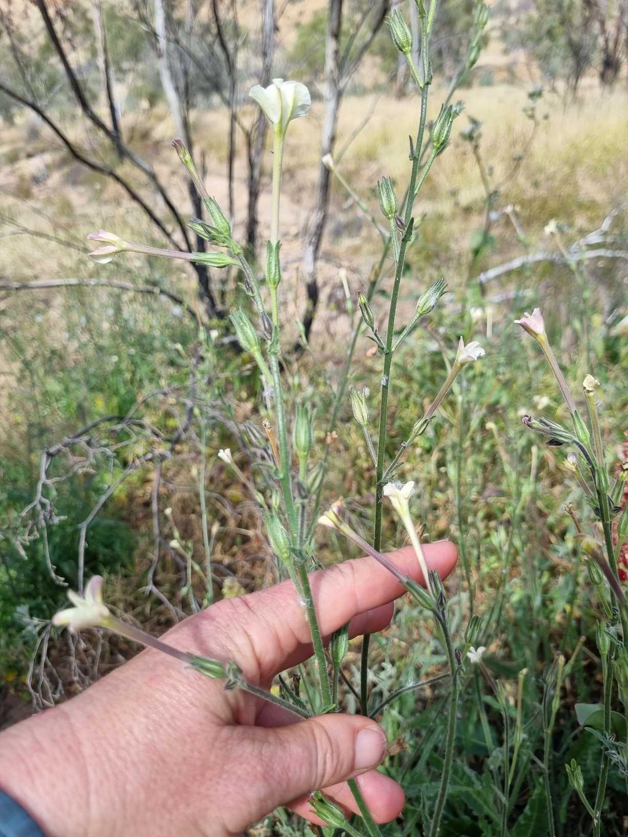 Nicotiana excelsior