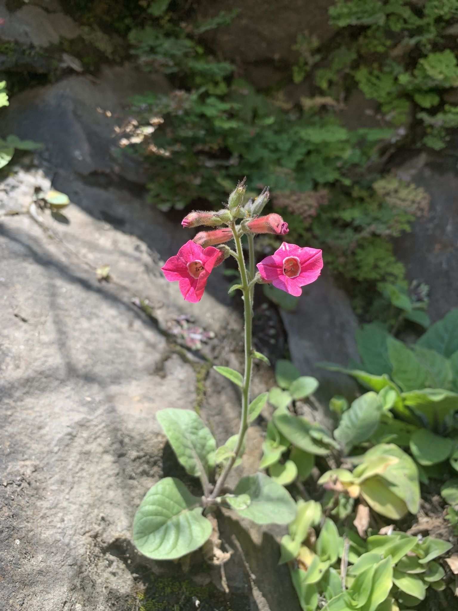 Nicotiana forgetiana