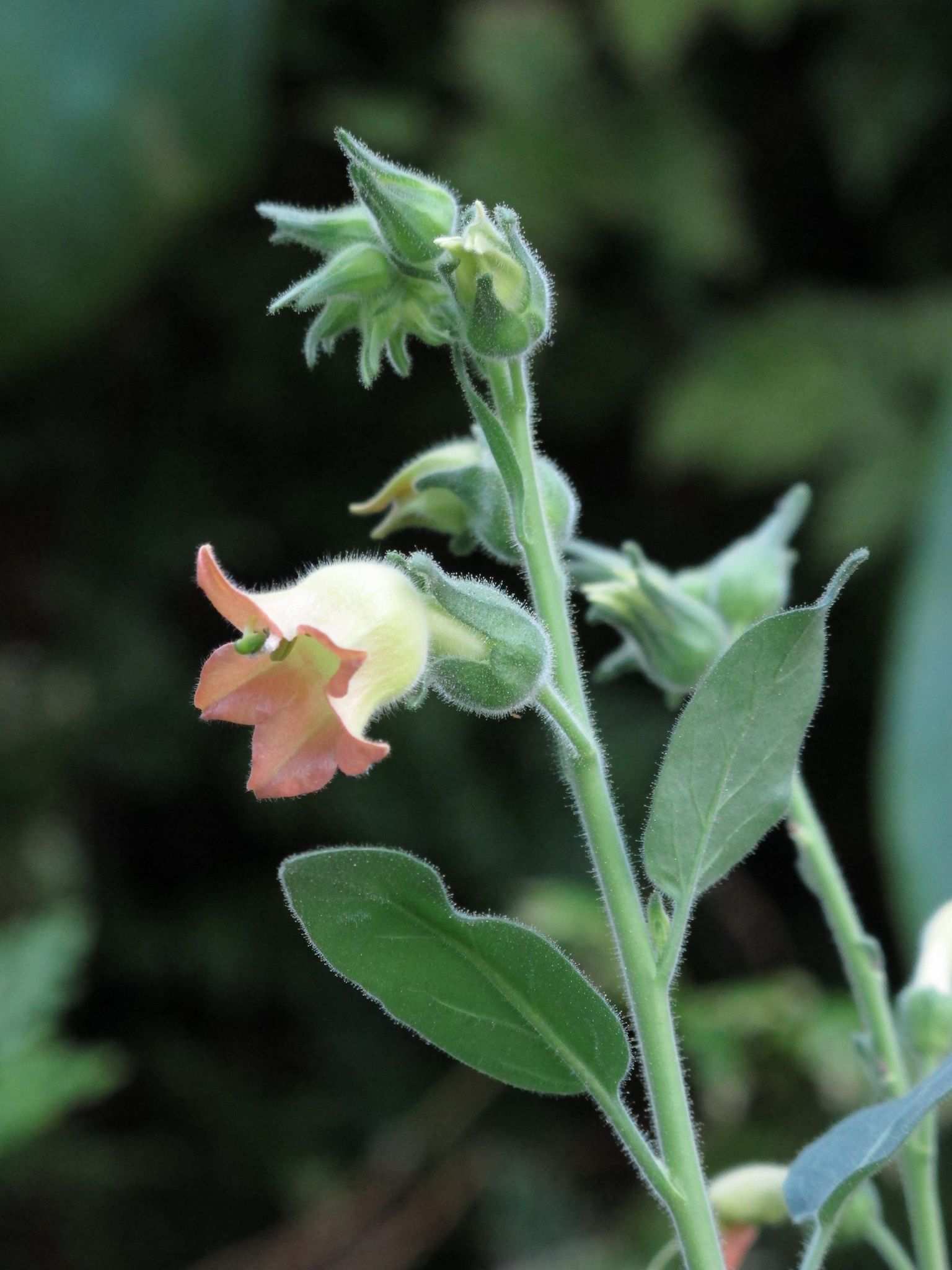 Nicotiana glutinosa
