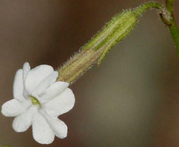 Nicotiana goodspeedii