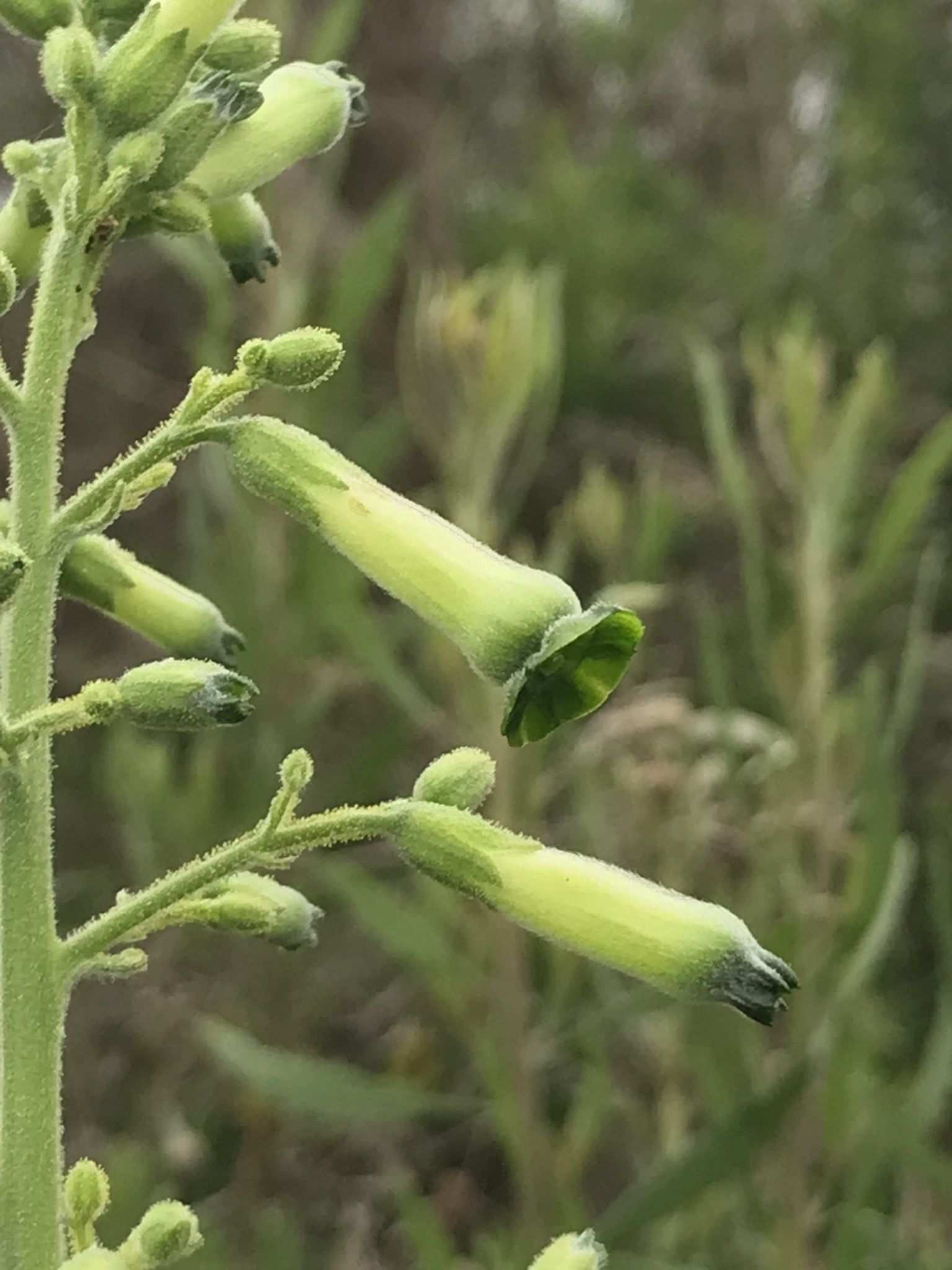Nicotiana knightiana