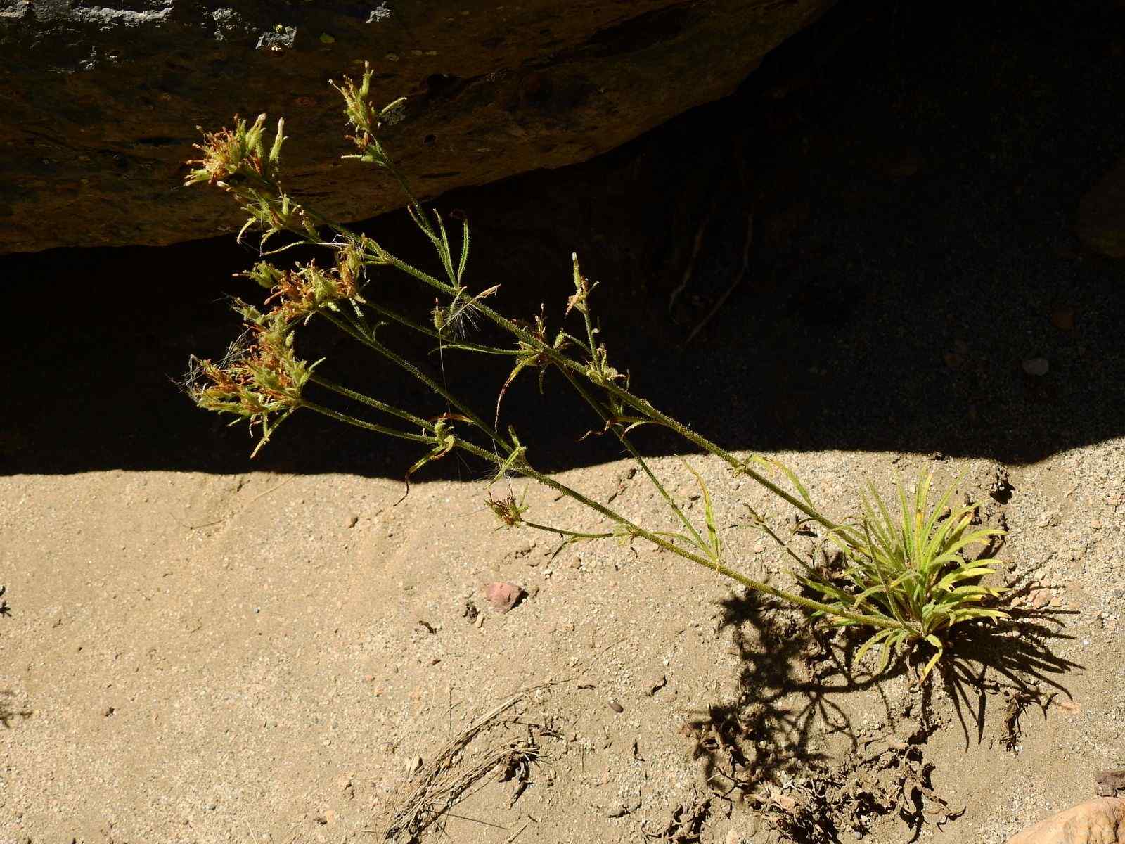 Nicotiana linearis