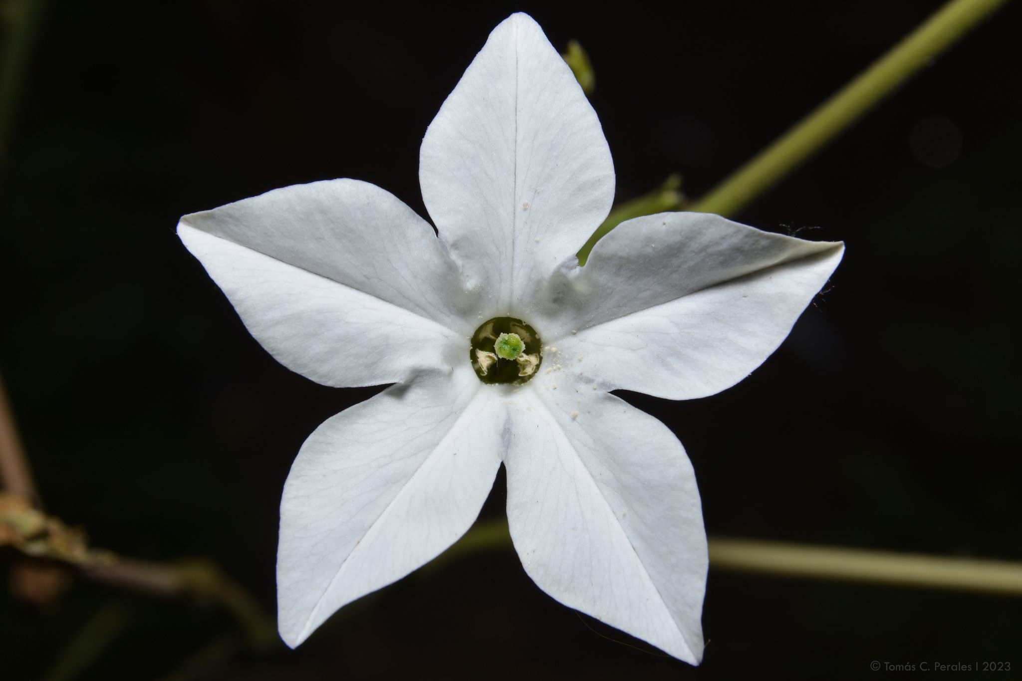 Nicotiana longiflora