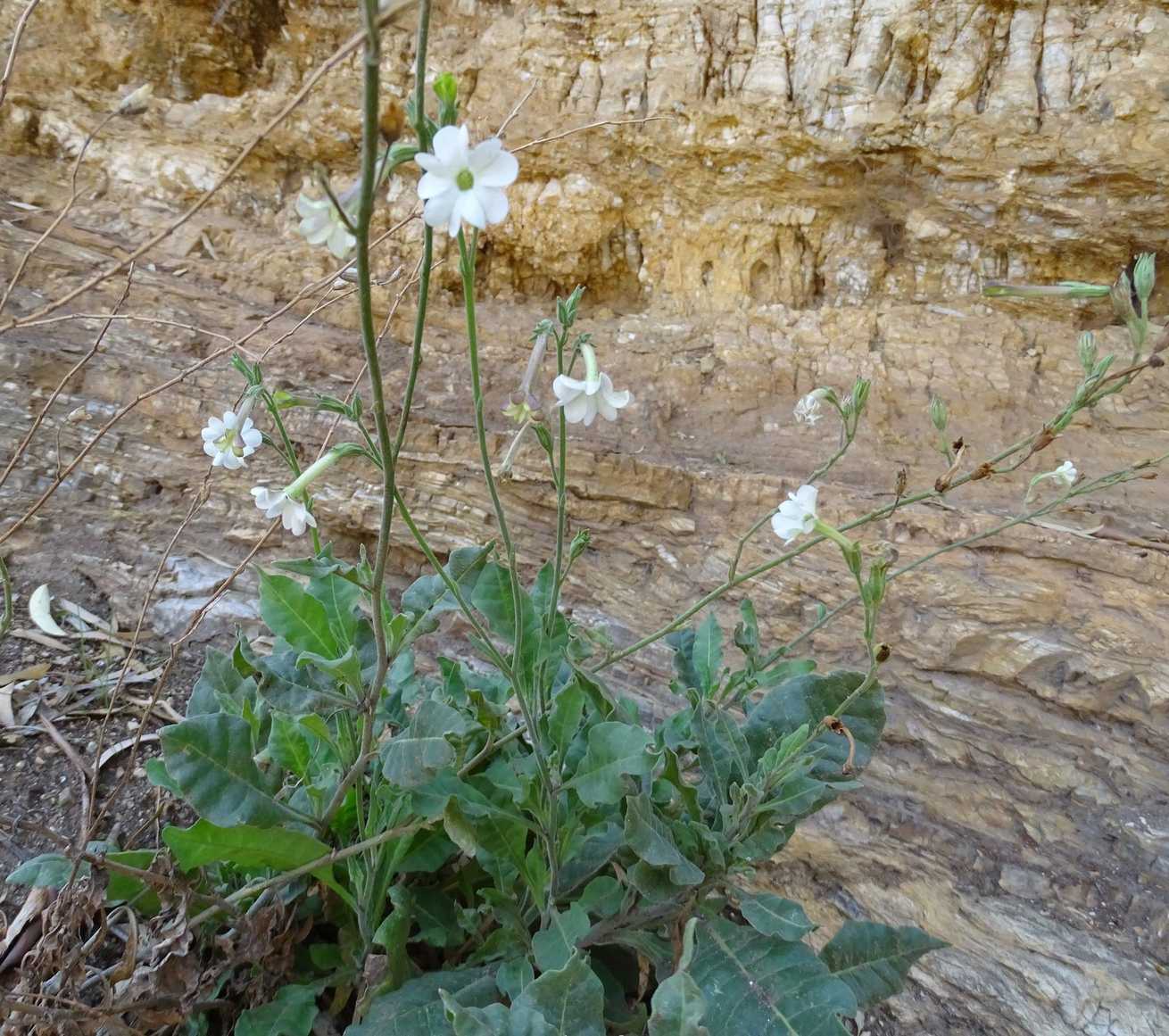 Nicotiana maritima