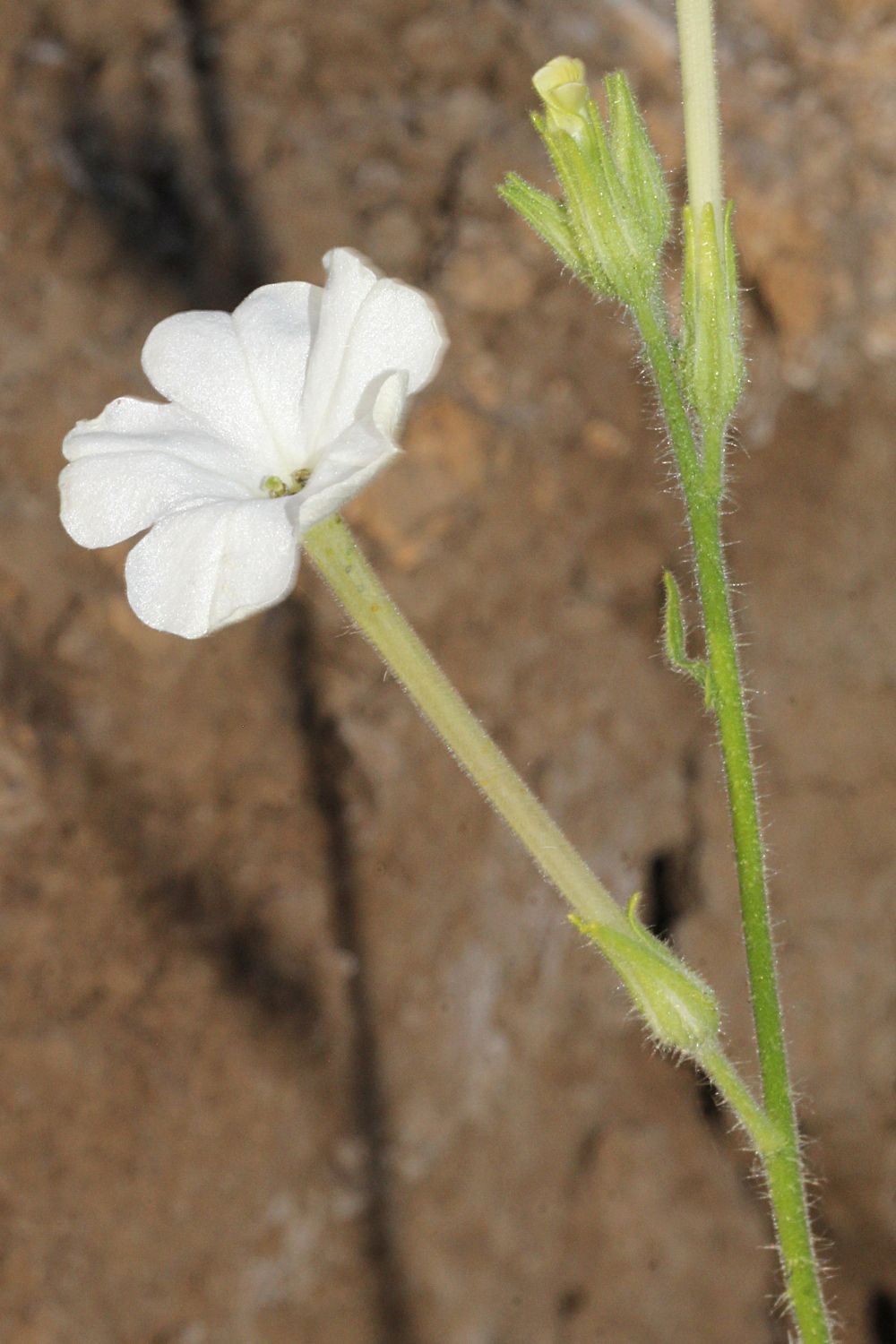 Nicotiana megalosiphon