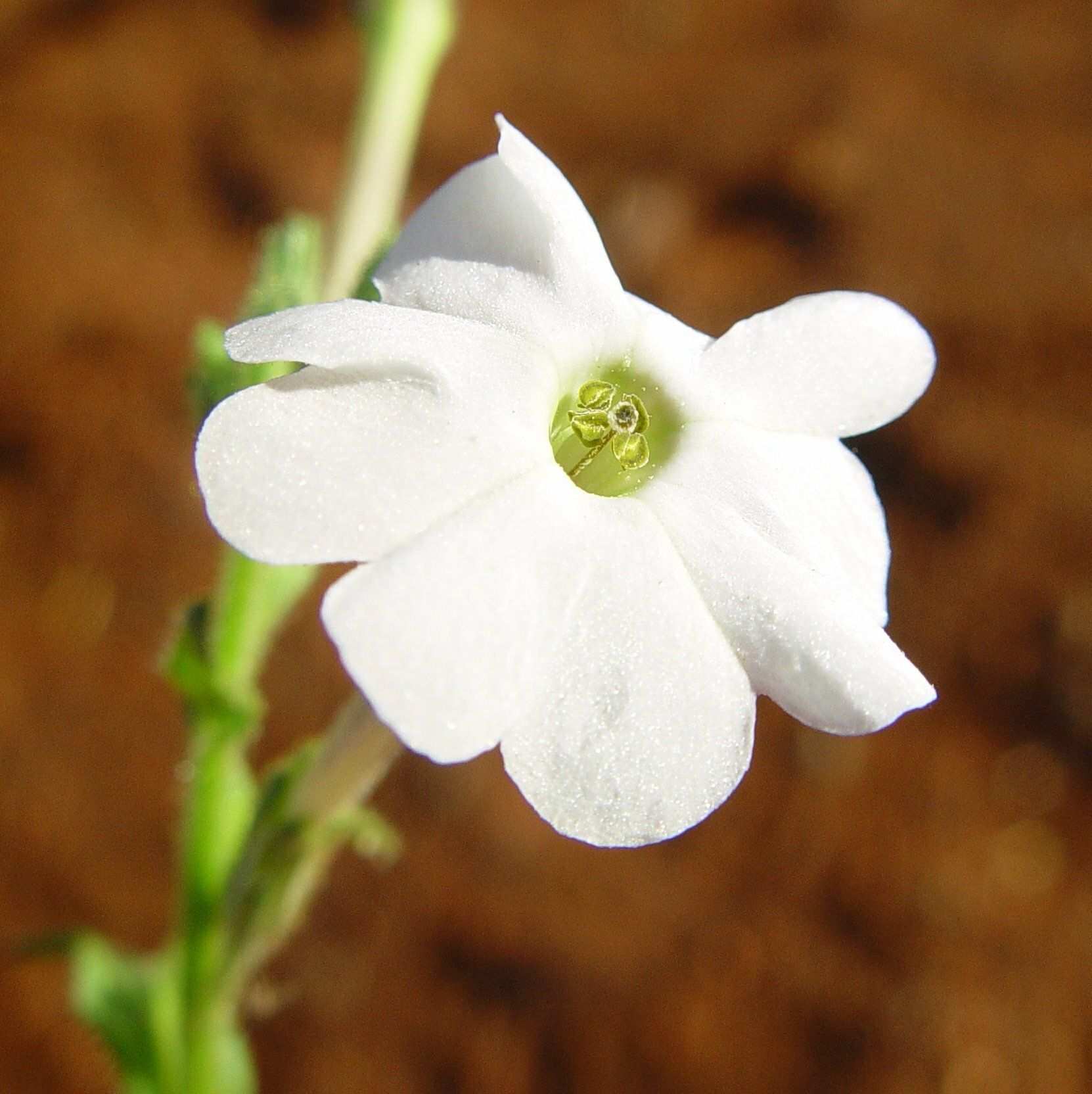 Nicotiana occidentalis