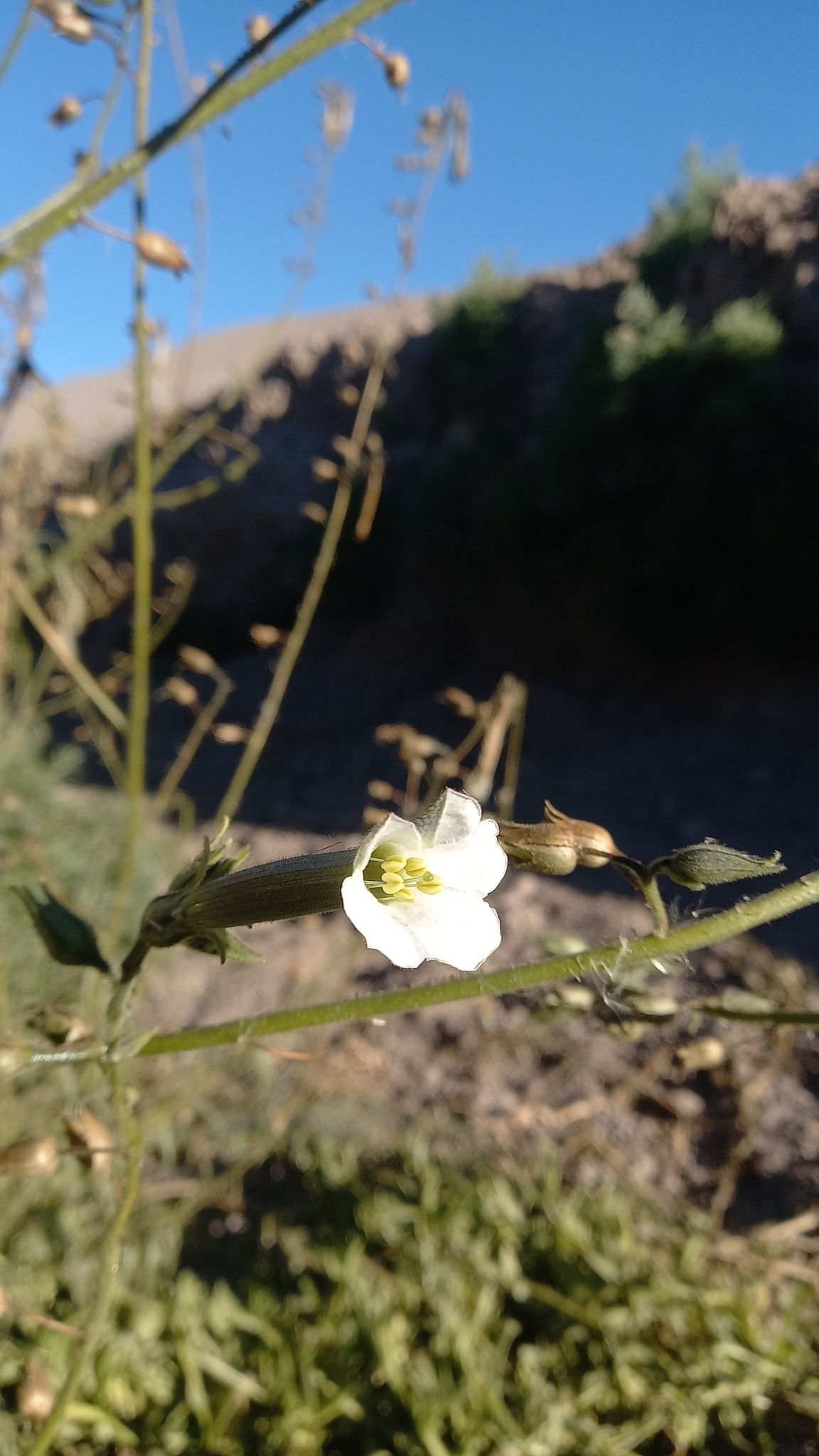 Nicotiana pauciflora