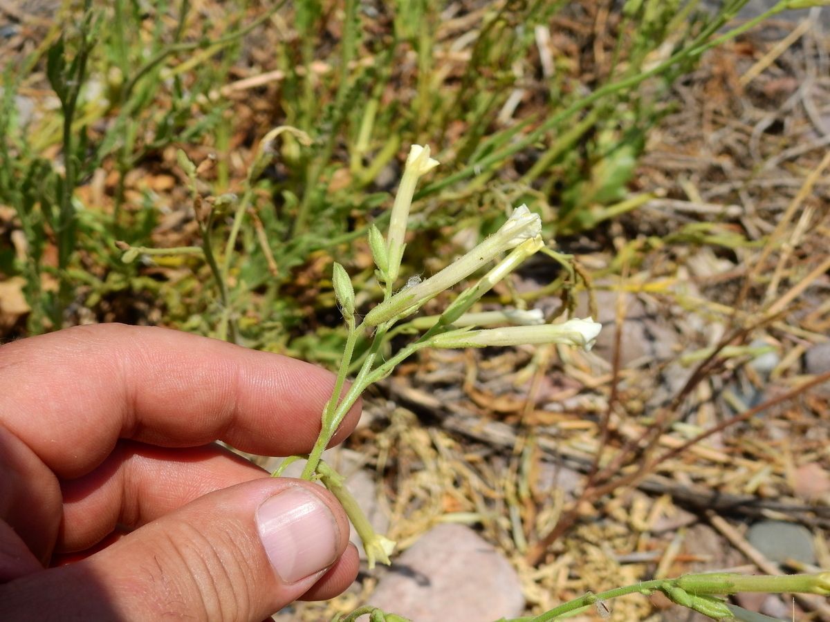 Nicotiana petunioides