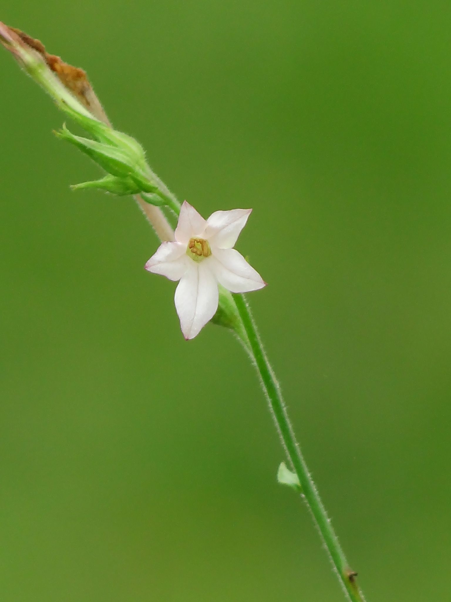 Nicotiana plumbaginifolia