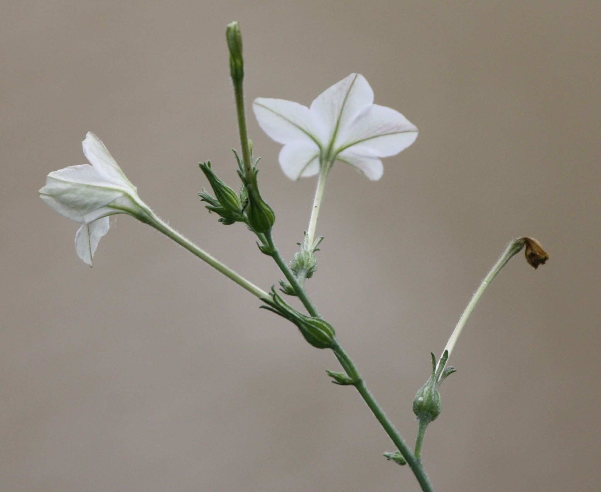 Nicotiana repanda