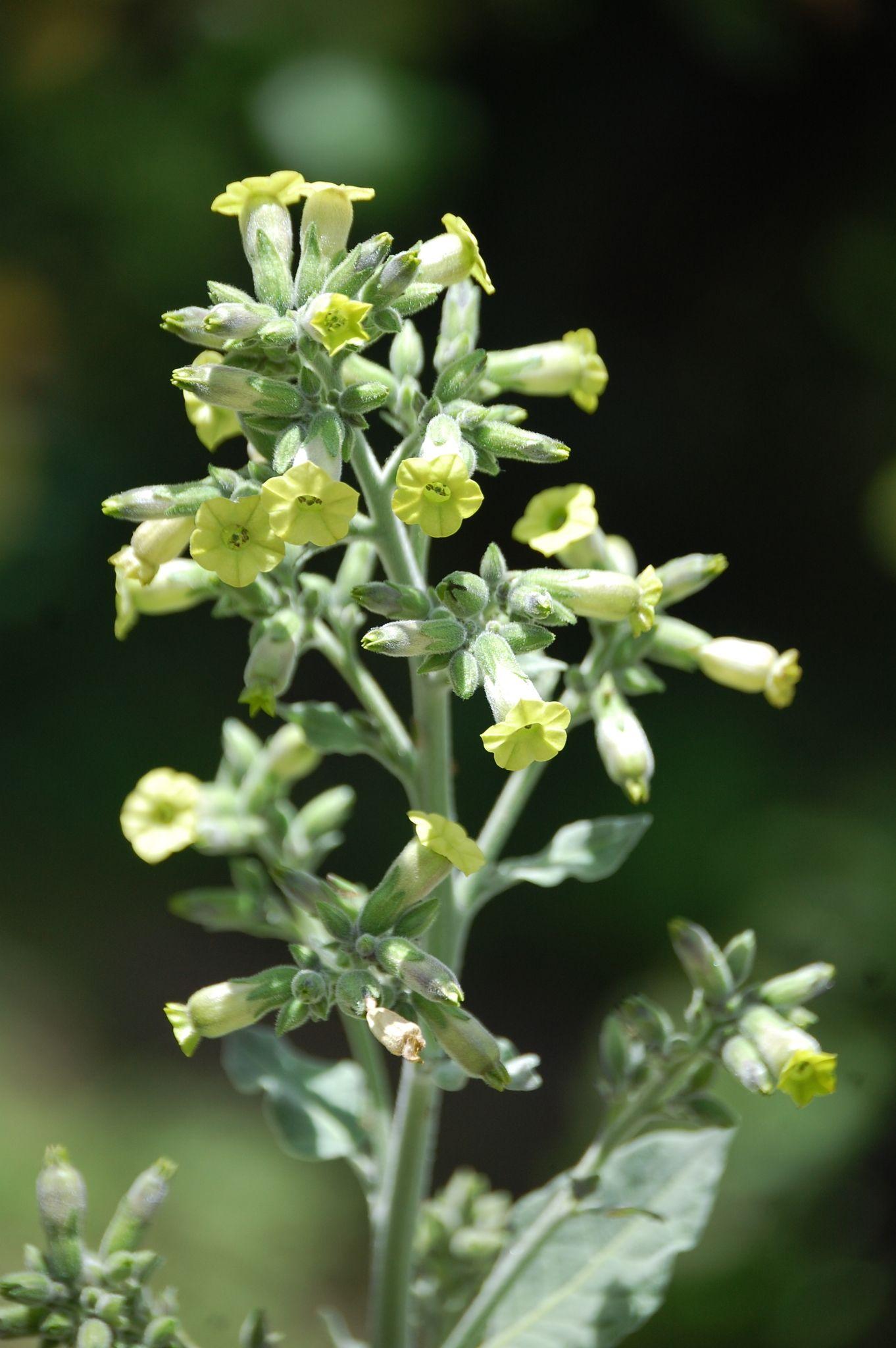 Nicotiana rustica
