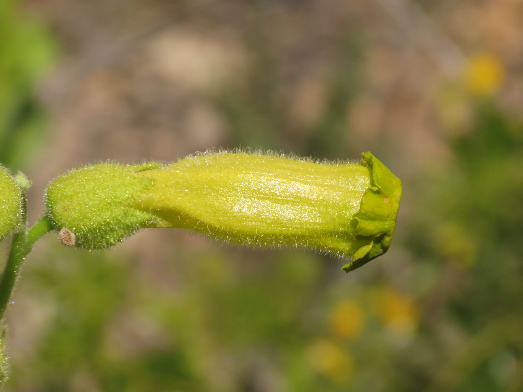 Nicotiana solanifolia