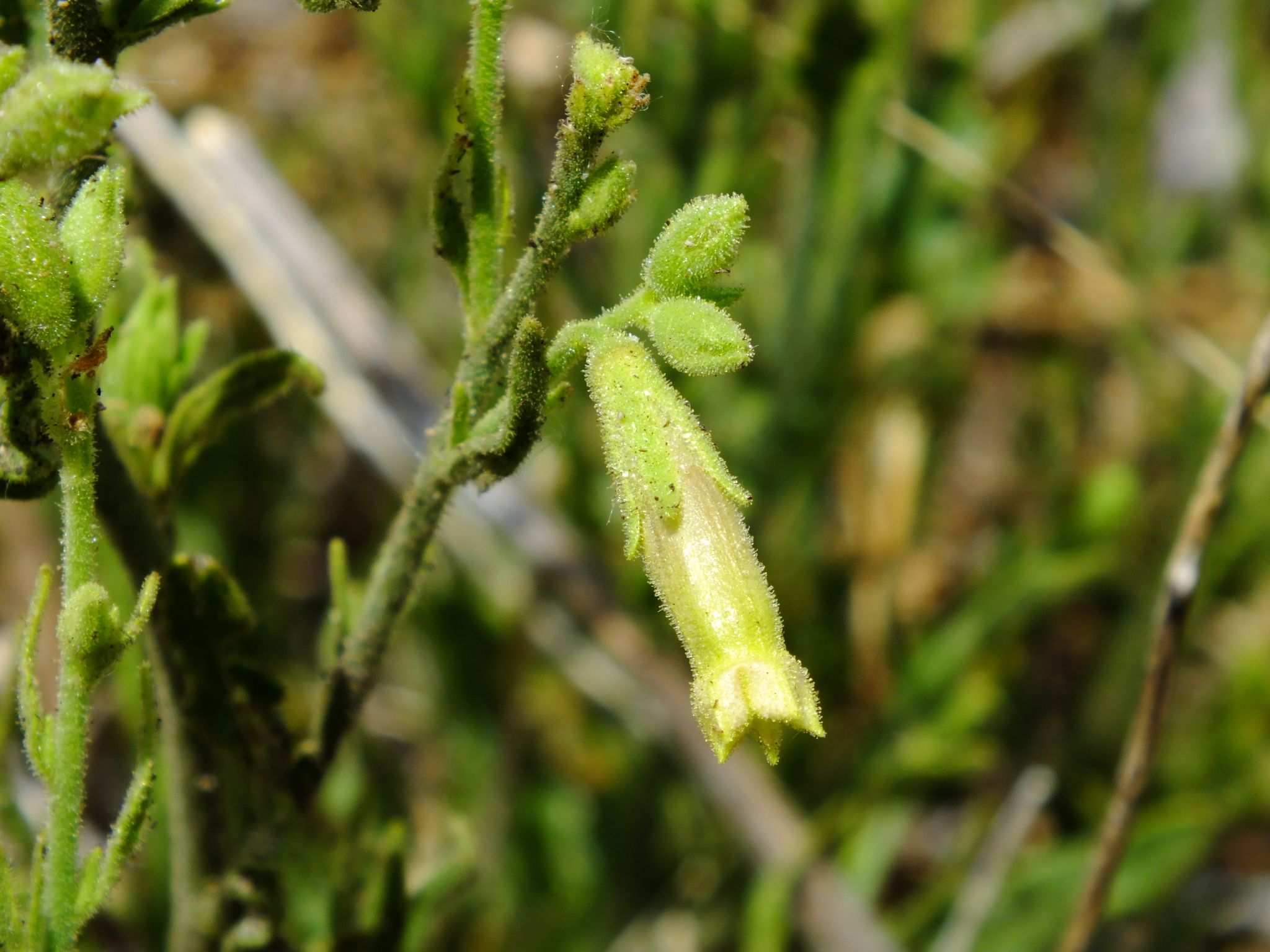 Nicotiana sp.