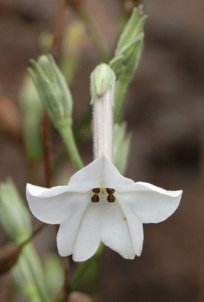 Nicotiana suaveolens