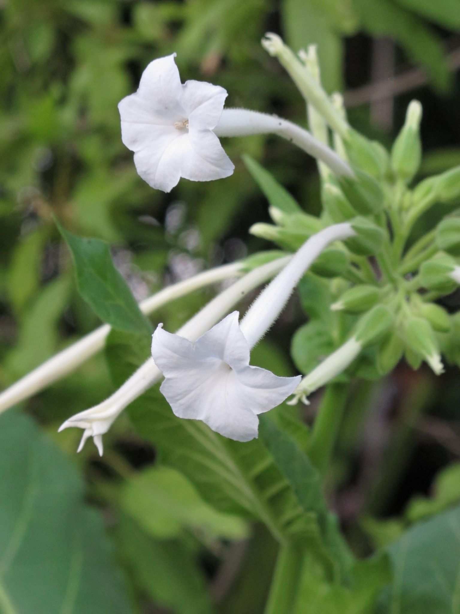 Nicotiana sylvestris