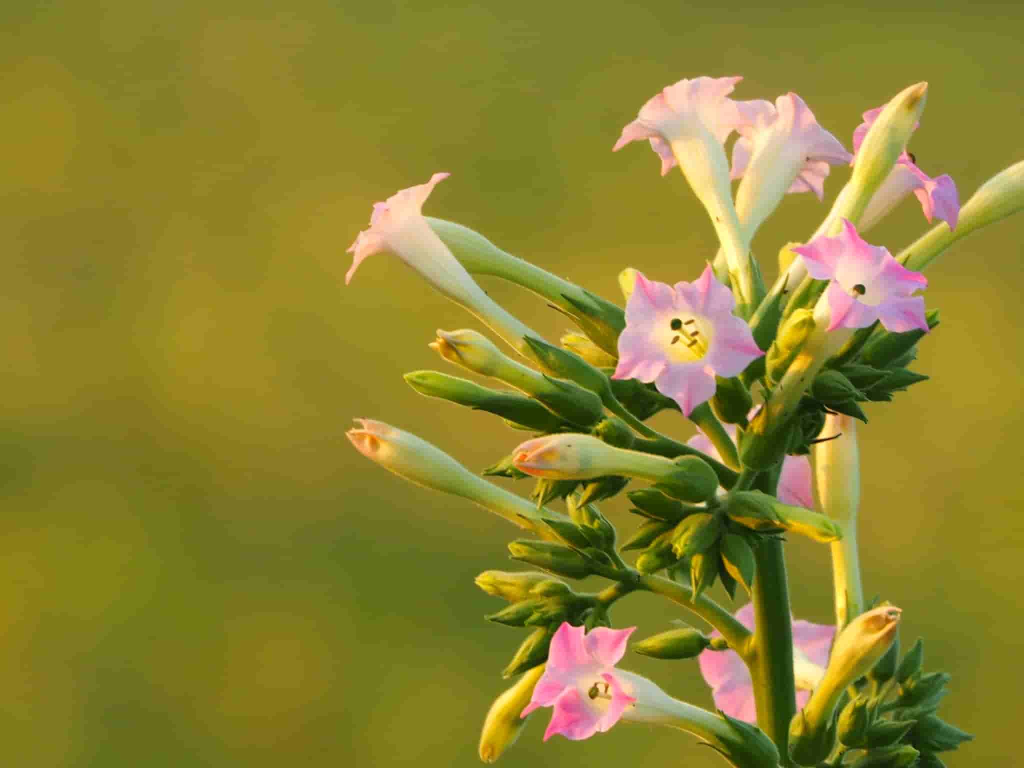 Nicotiana tabacum