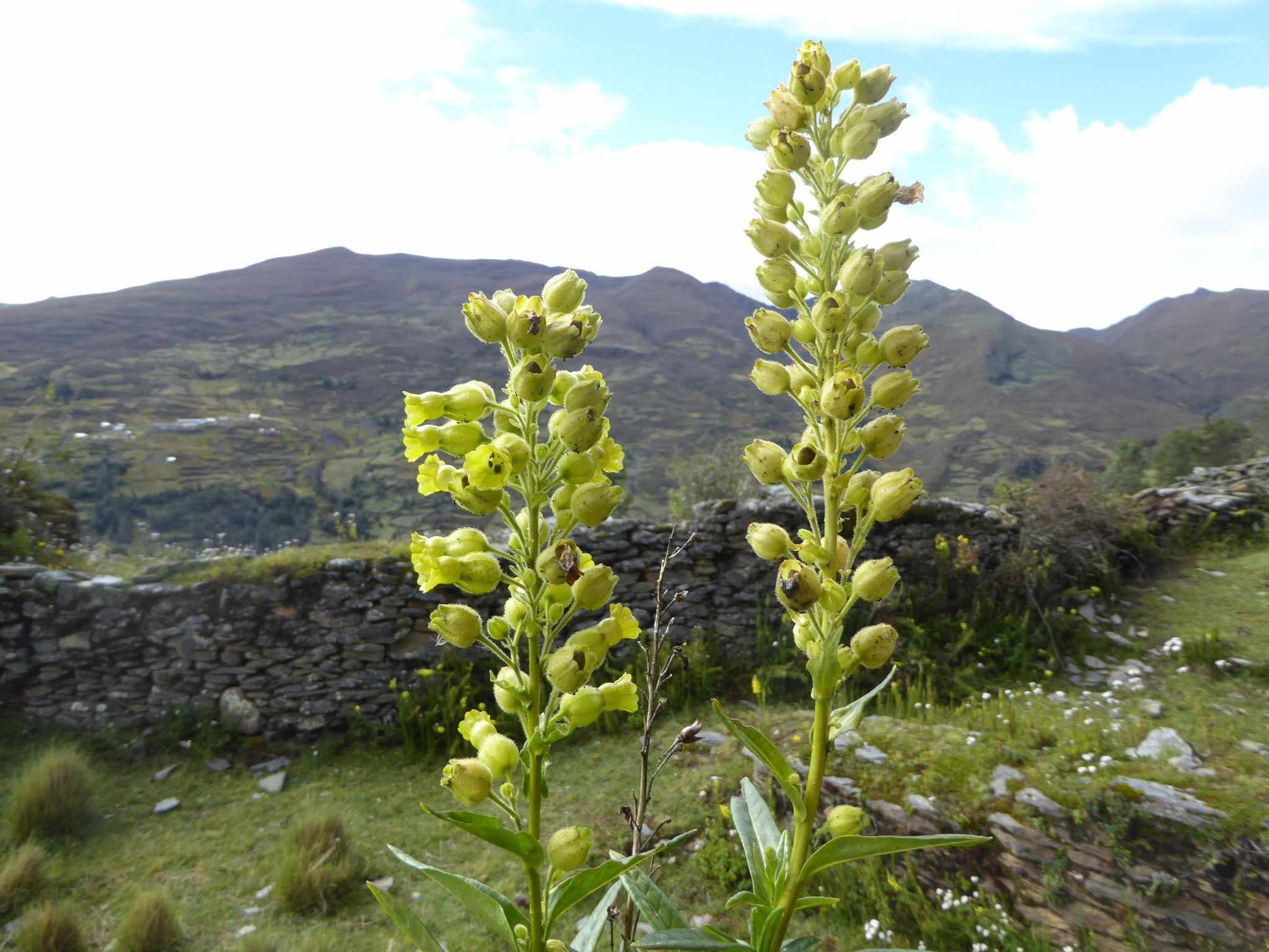 Nicotiana thyrsiflora