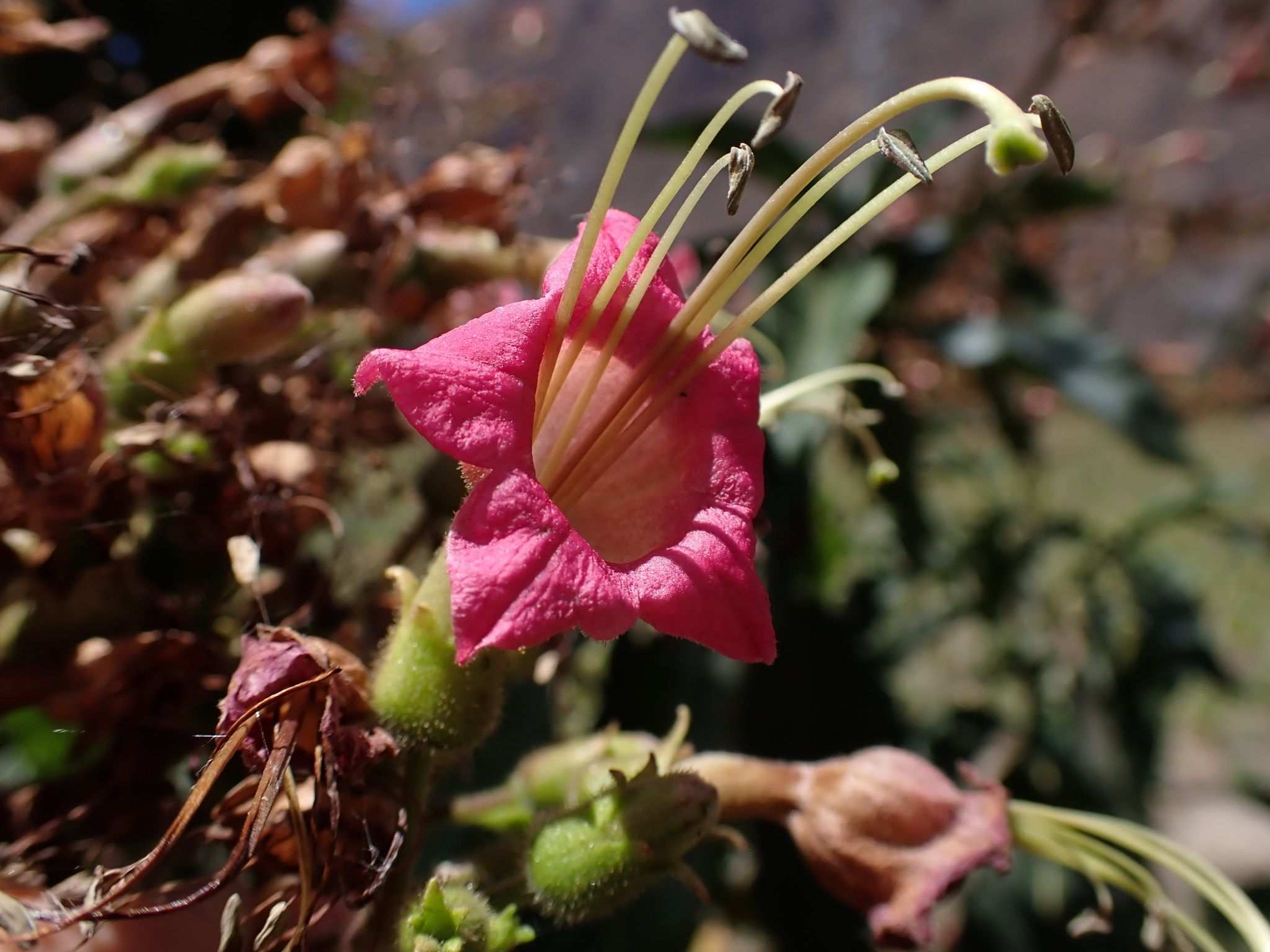 Nicotiana tomentosiformis