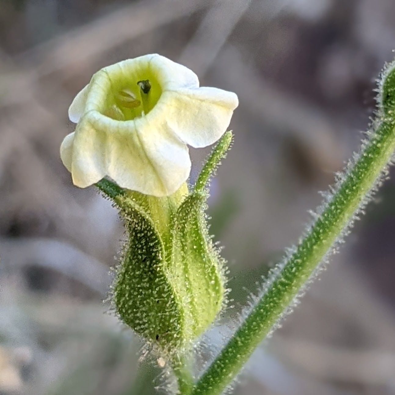 Nicotiana trigonophylla