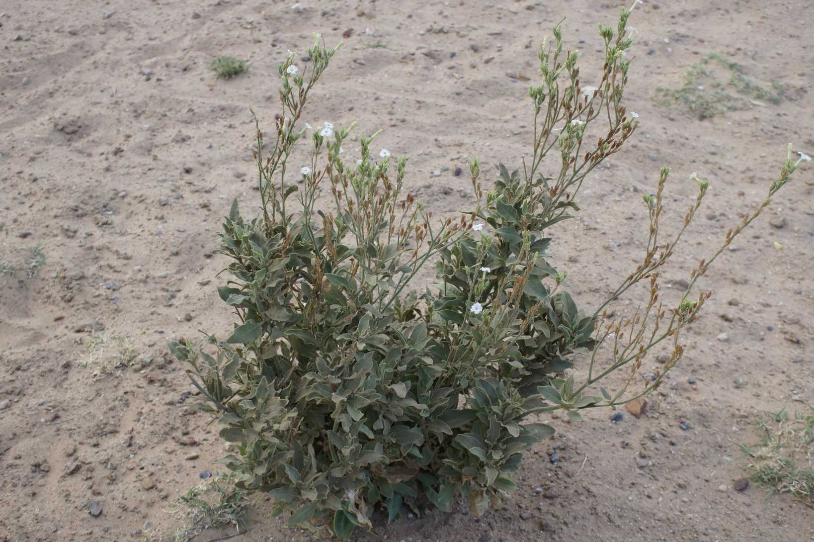 Nicotiana velutina