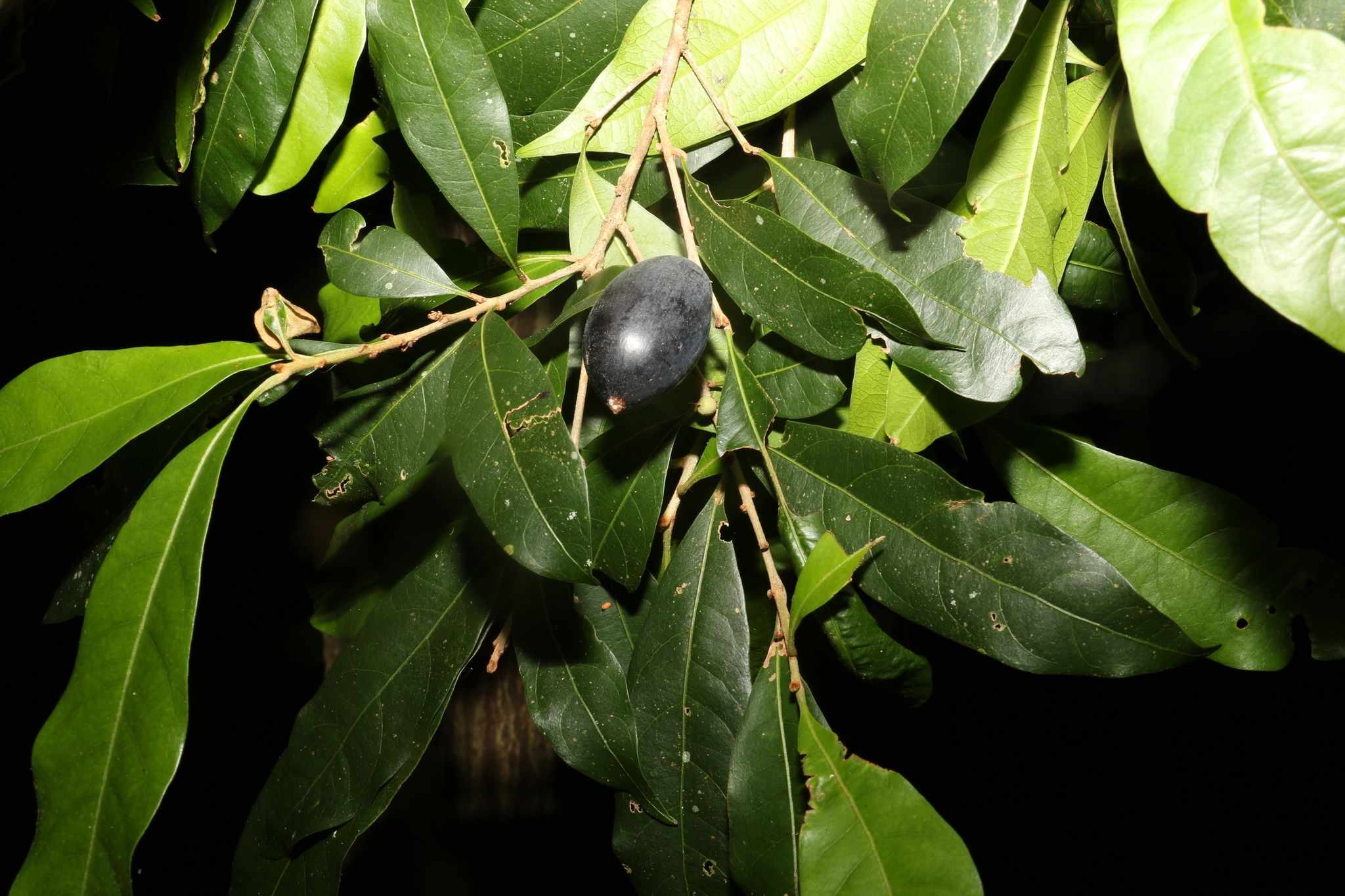 Niemeyera chartacea
