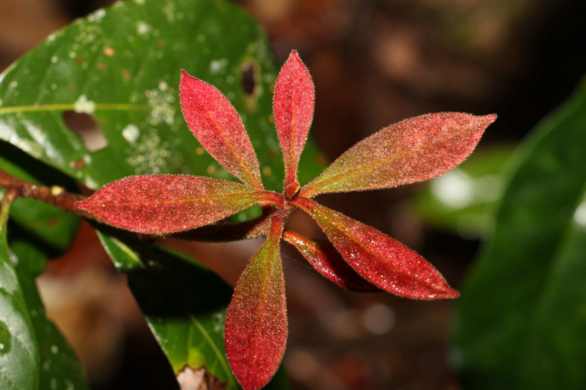 Niemeyera prunifera