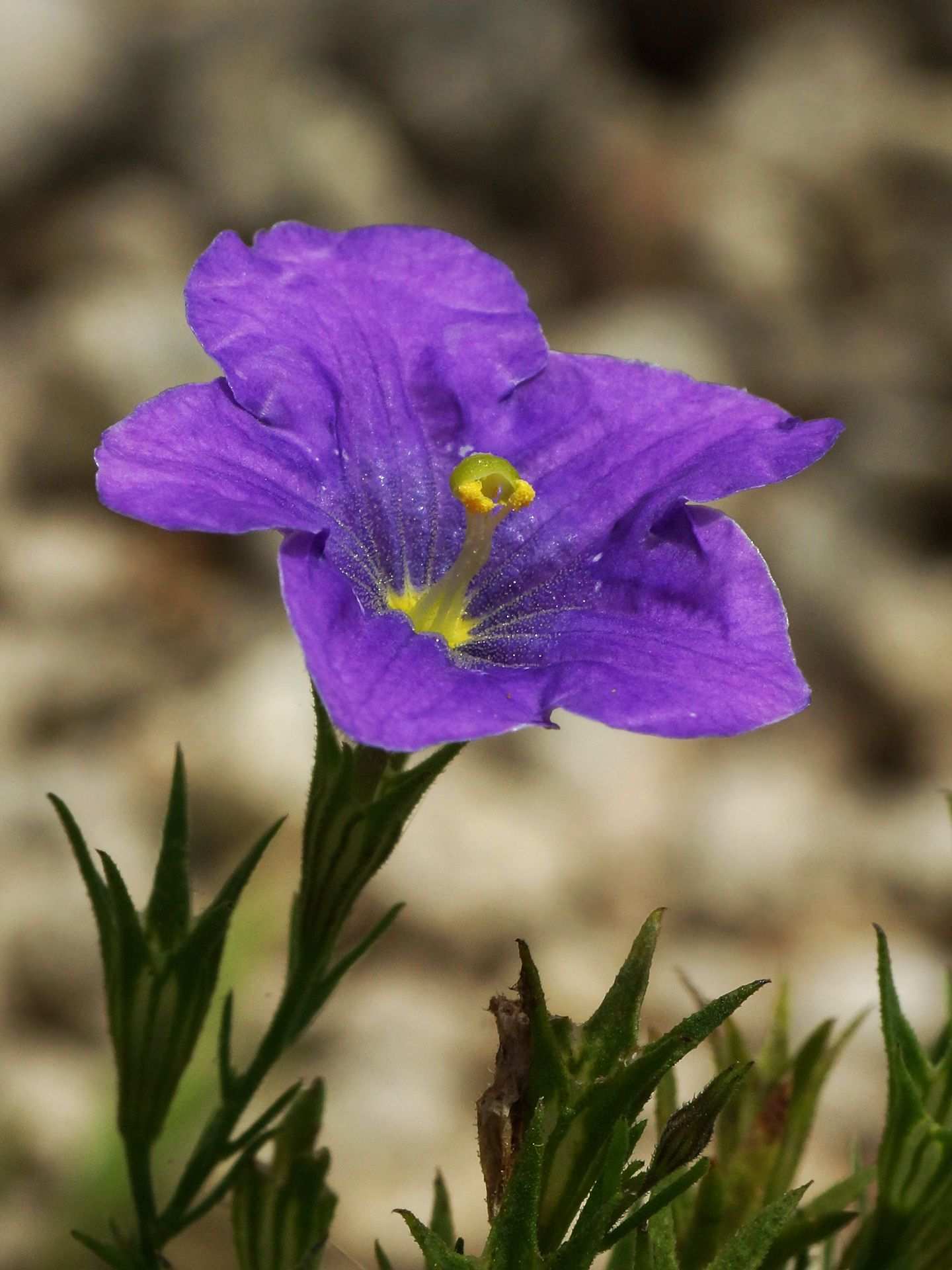 Nierembergia frutescens
