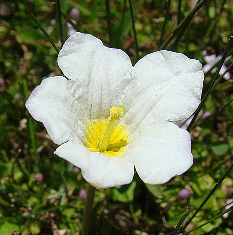 Nierembergia sp.
