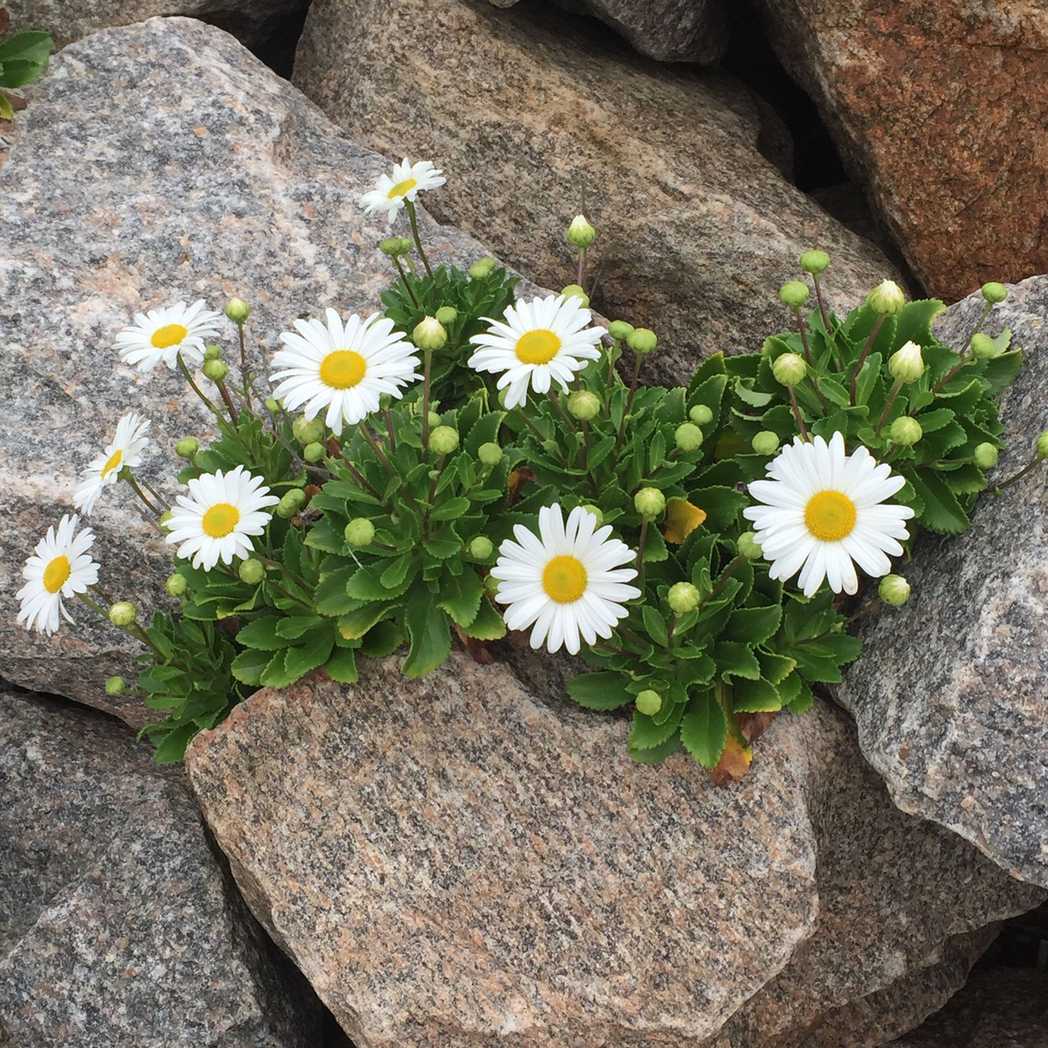 Nipponanthemum nipponicum