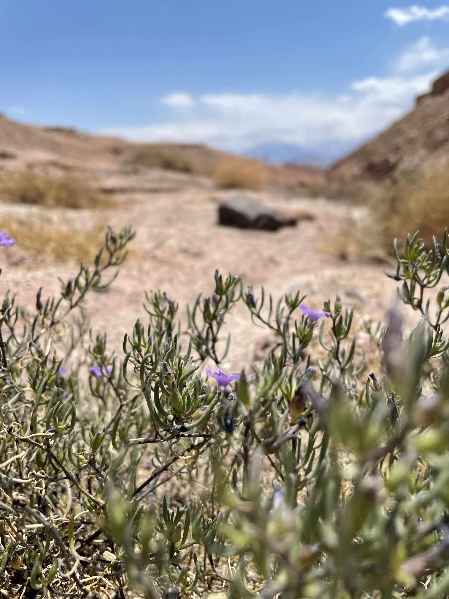 Nolana sp.
