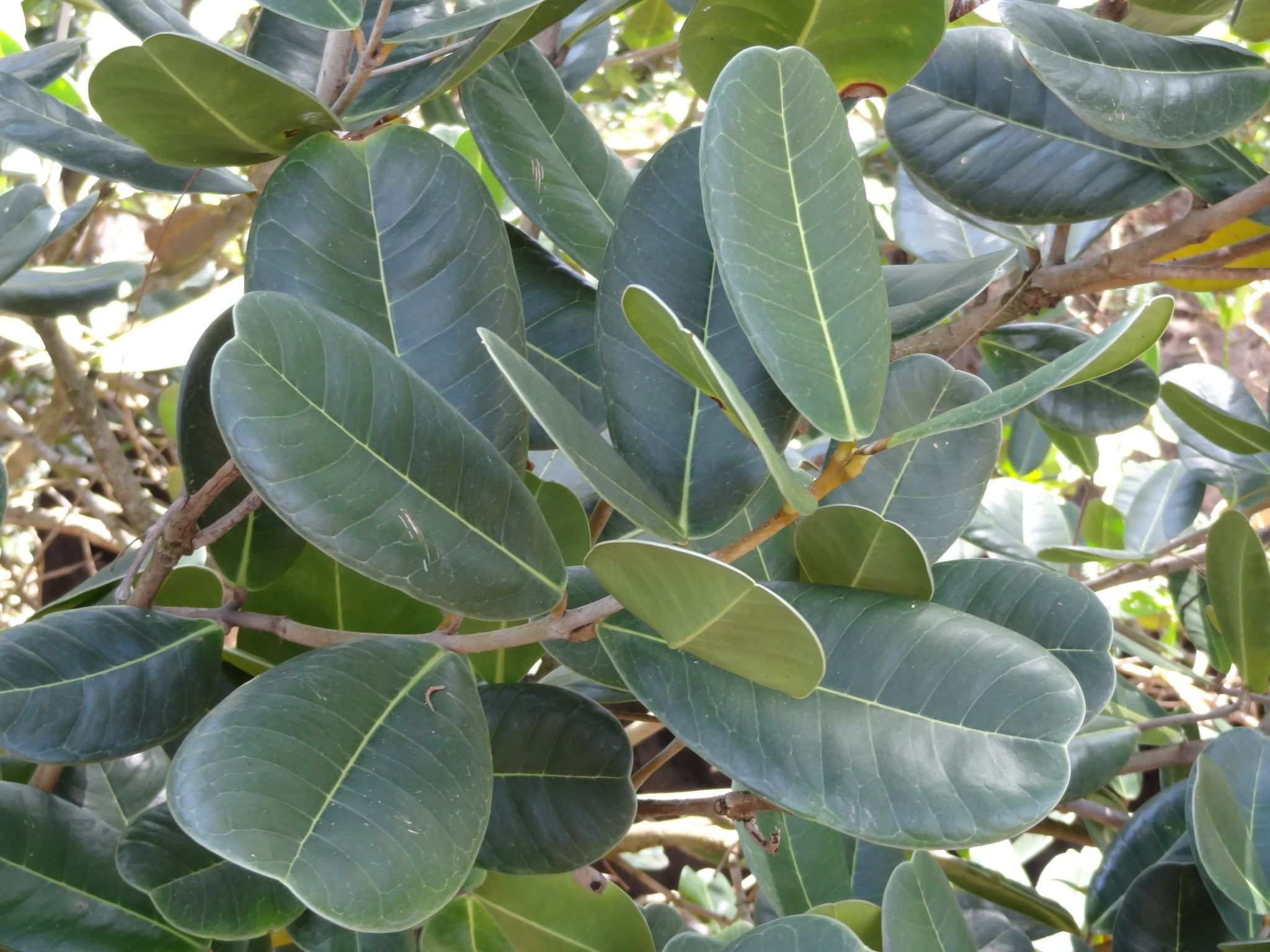 Noronhia emarginata