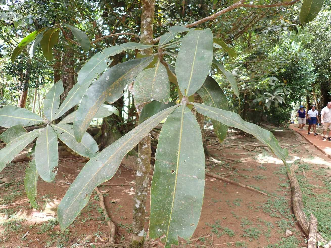 Northia seychellana