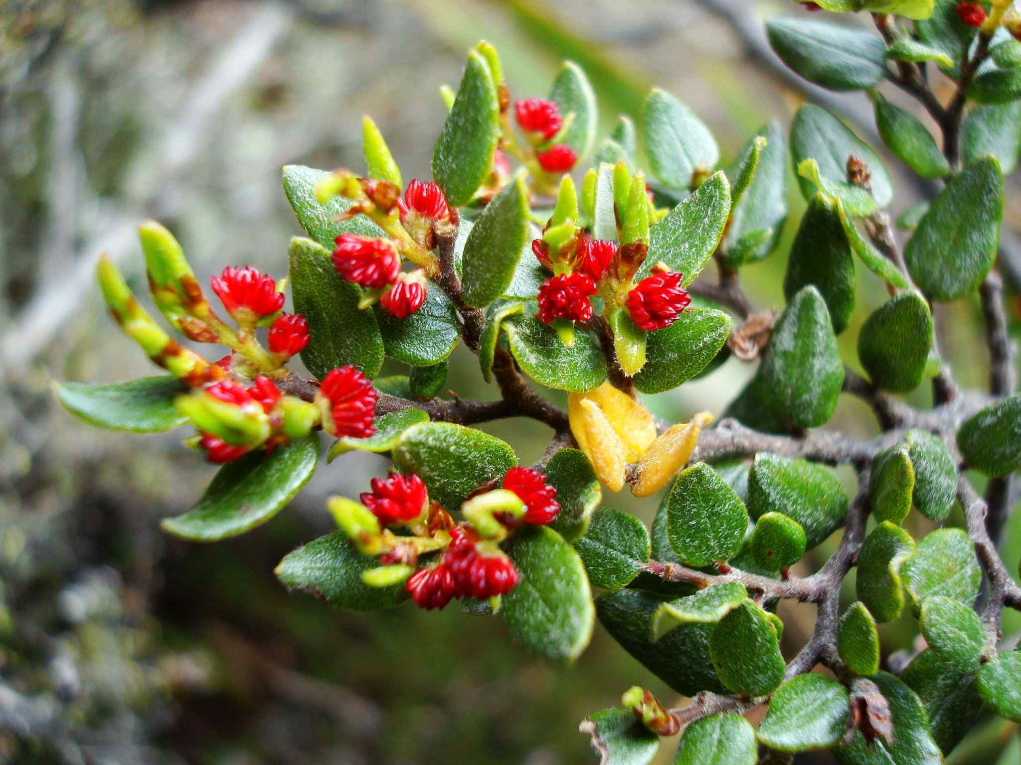 Nothofagus solandri