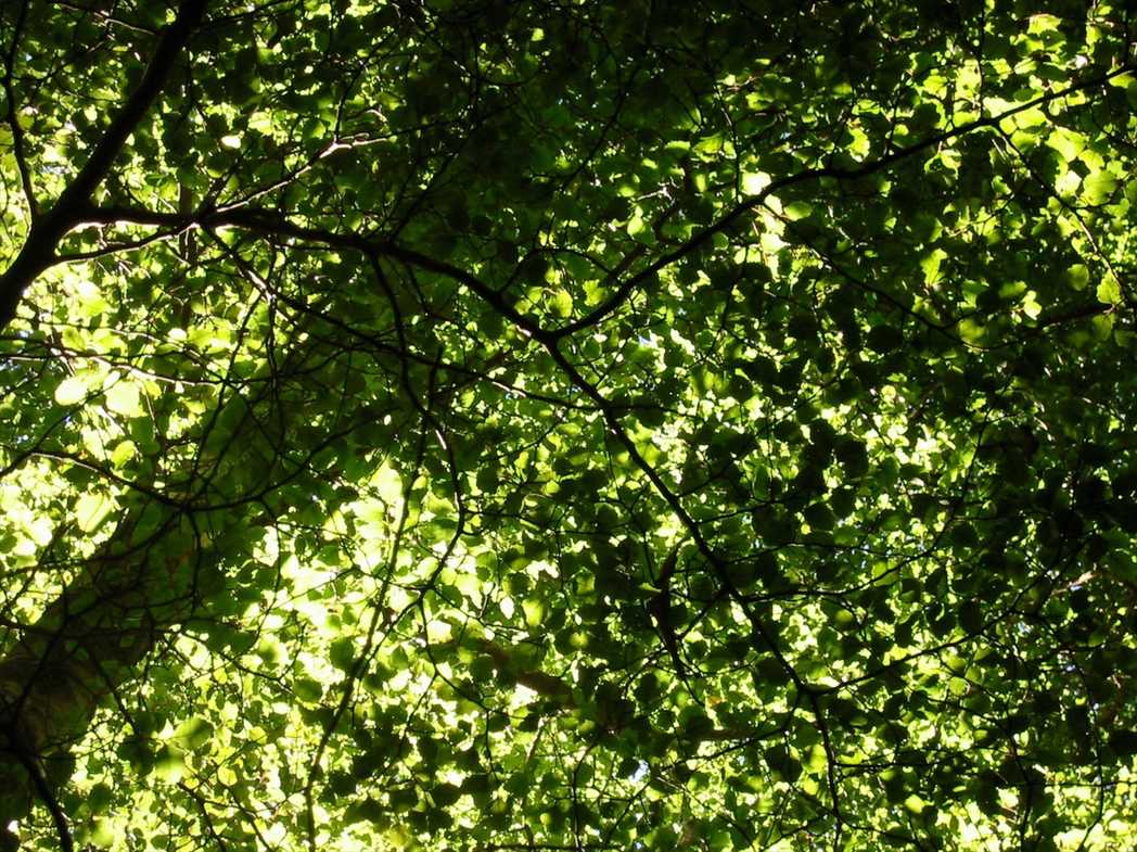 Nothofagus truncata