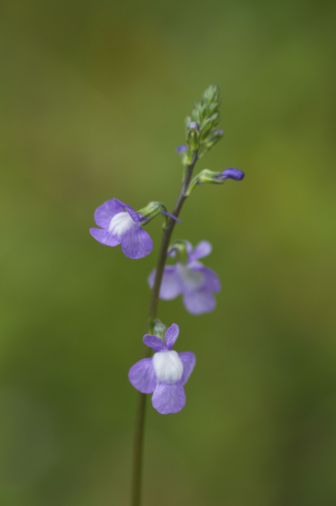 Nuttallanthus canadensis