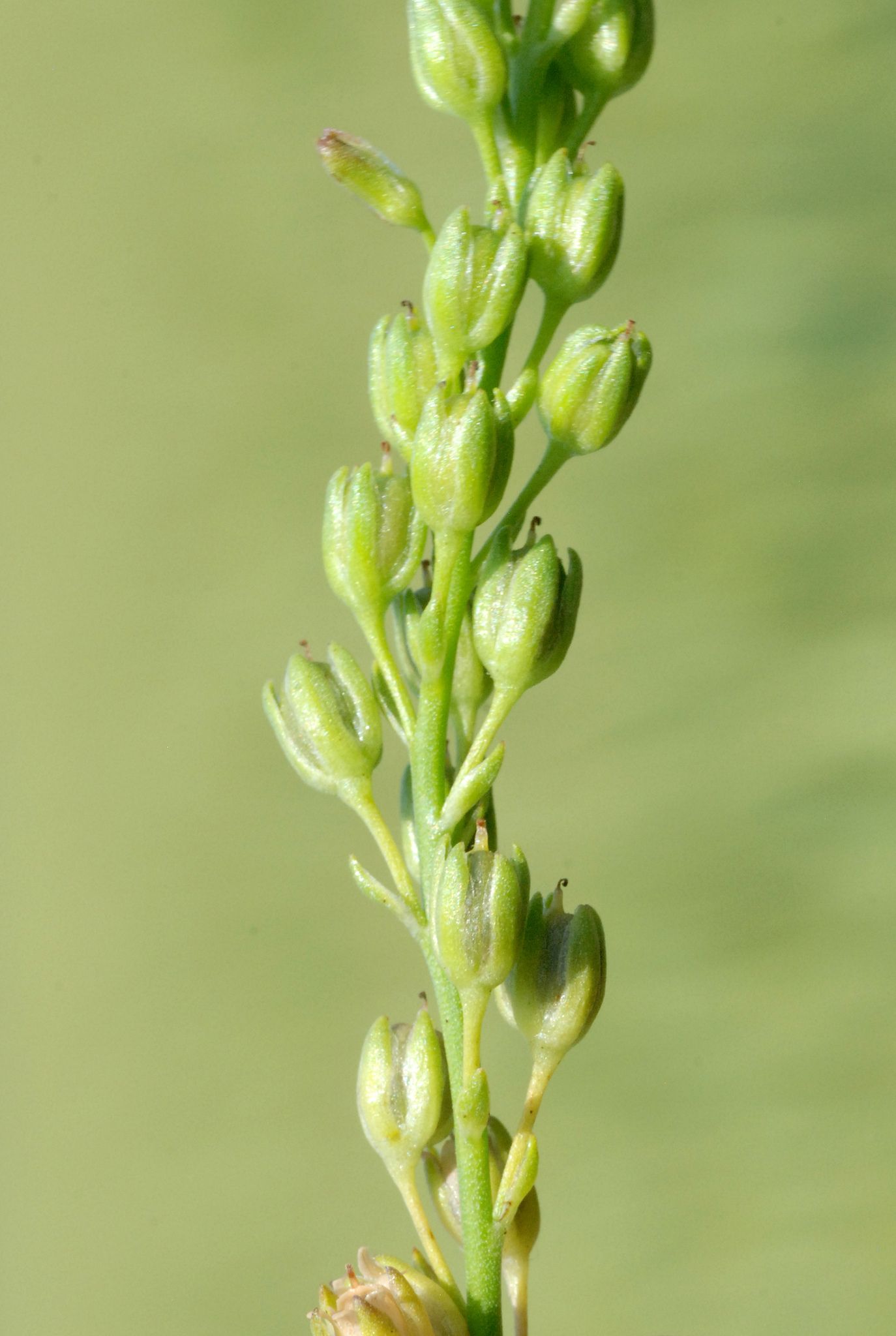 Nuttallanthus texanus