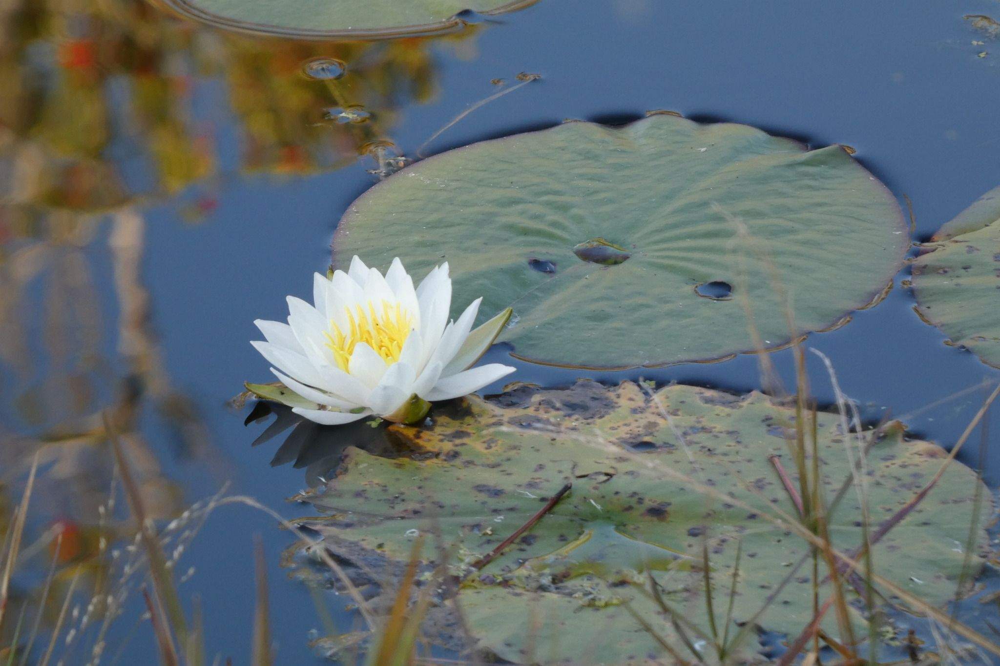 Nymphaea alba