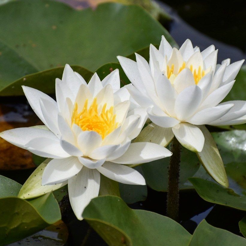 Nymphaea odorata